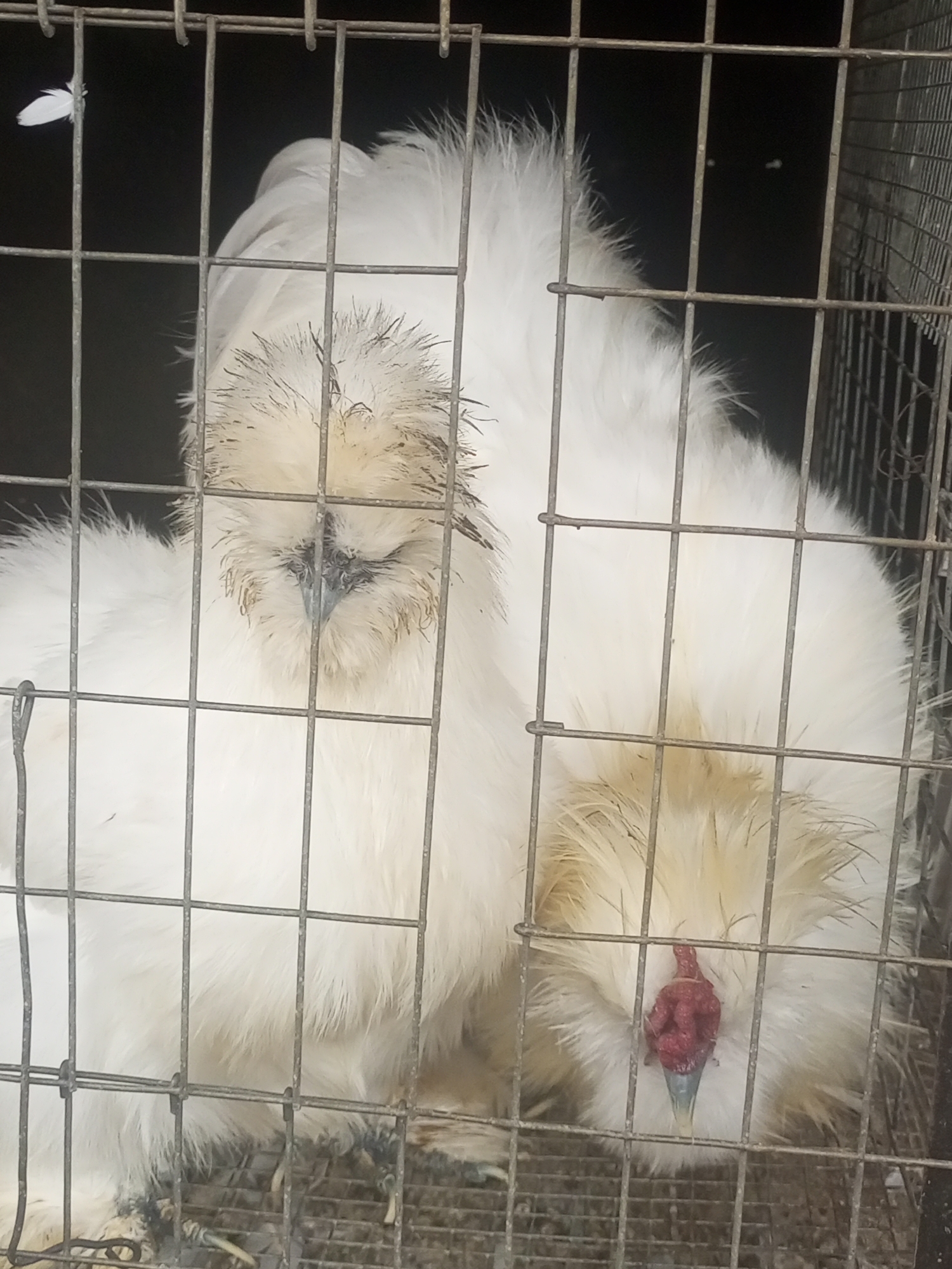 Two white silky chickens are visible in a wire cage. The chicken on the left is facing forward, its head slightly down. The chicken on the right is facing away from the camera, its posterior visible. The environment appears to be a cage, possibly for poultry, with some nesting material on the ground. No specific location in Rayfield, Nigeria can be determined from the image.