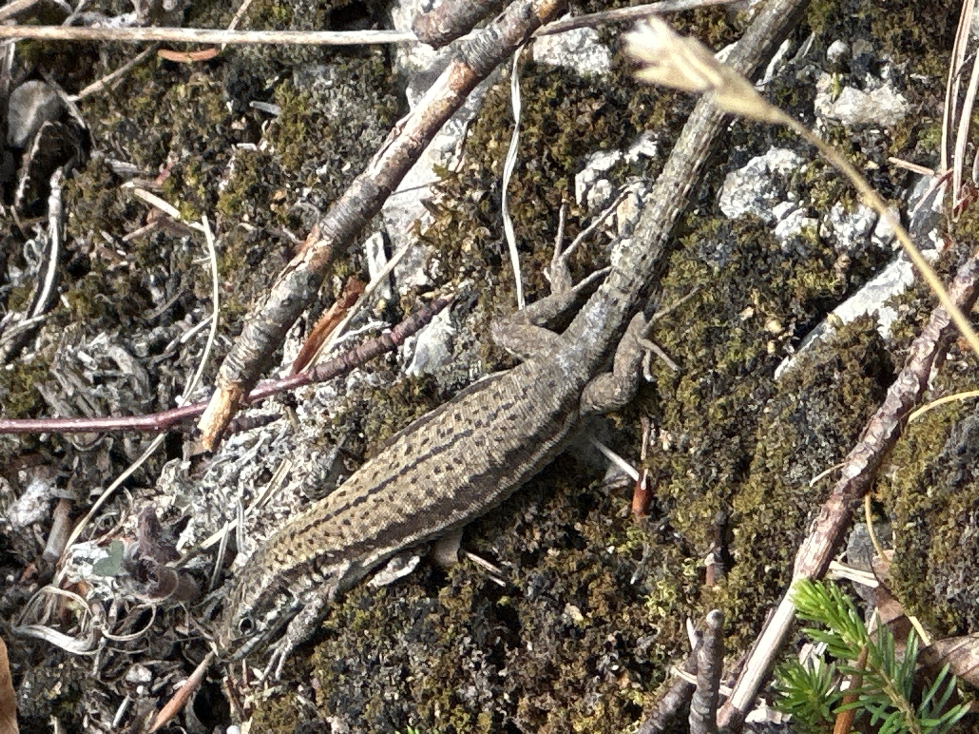 A lizard is resting on moss-covered rocks in a wooded area. The lizard is light brown with darker brown stripes along its back and has visible legs and tail. The surrounding environment is characterized by rocks, moss, dry leaves, and twigs. There are also several branches from trees crossing the scene, some appearing thicker and more weathered than others. A small sprig of green foliage is visible in the lower left corner. The lighting suggests it is daytime, with sunlight filtering through the trees. The specific location of Kiefersfelden, Germany, is not visually evident from the image.