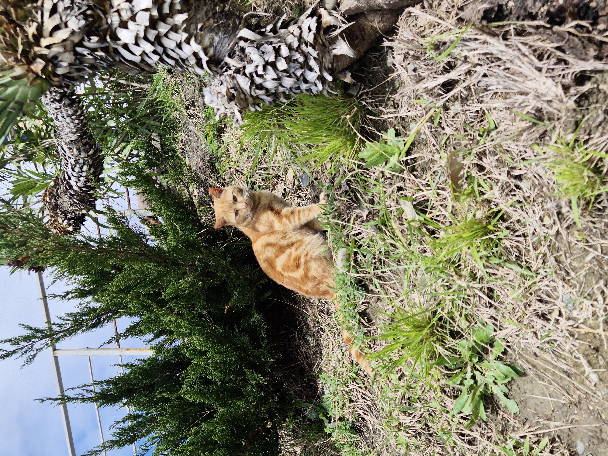 An orange tabby cat sits in a patch of mixed green and dead grass in Sochi, Russia. A green tree is to the left of the cat. A large, brown pinecone lies to the upper left of the cat, in the grass and dirt. A metal support structure is visible through the tree branches. Blue sky is visible in the lower-left corner of the image.