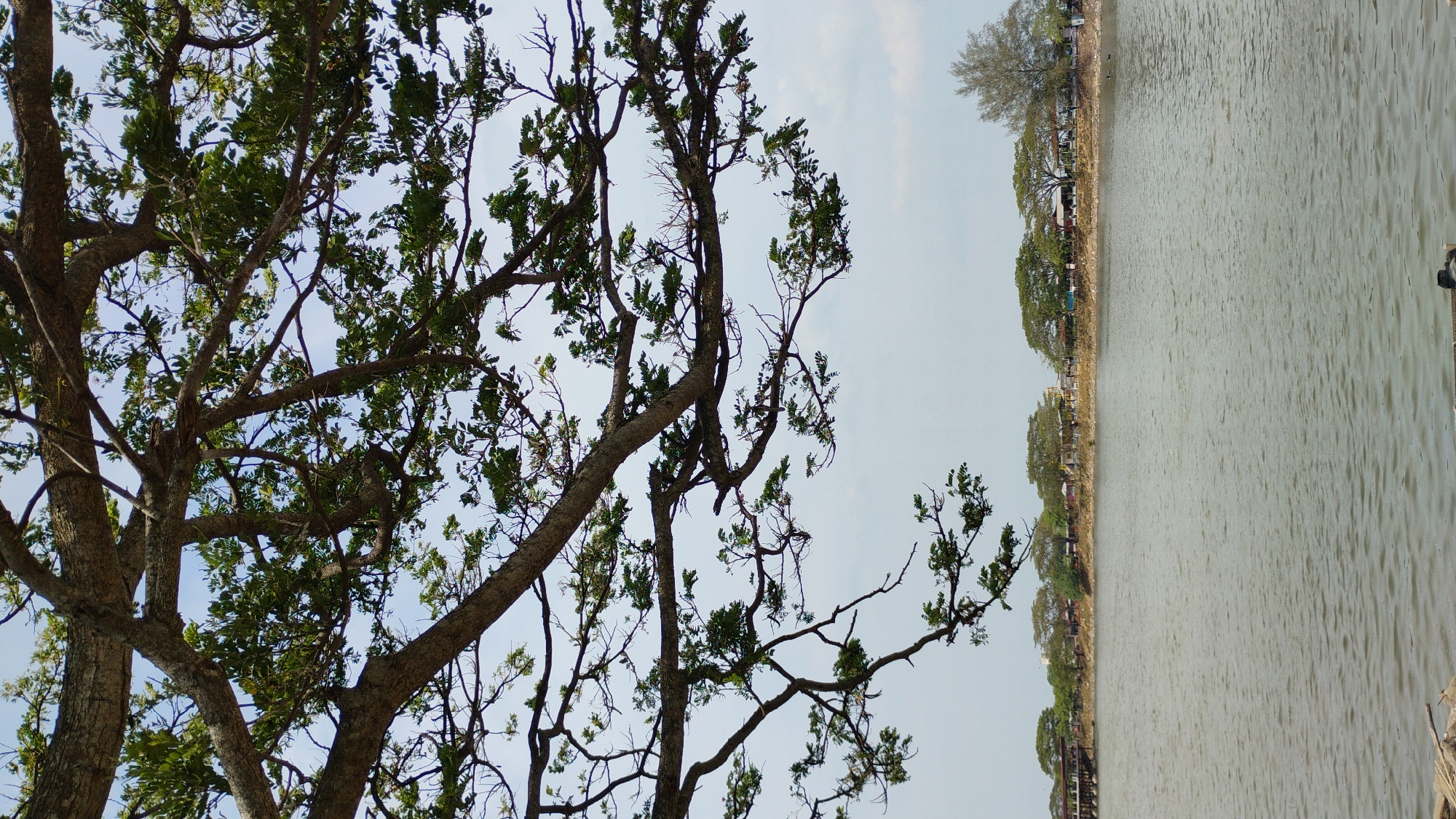 The image depicts a tranquil scene featuring a large tree with branches extending into the frame from the top. Below the tree, a calm body of water, likely a lake or bay, occupies the majority of the lower portion of the image. The water surface shows gentle ripples. In the background, a tree-lined shore is visible with several buildings and structures. A bridge can be seen on the far left. The sky is a pale blue with some scattered clouds. The overall impression is one of natural beauty and serenity. This scene is located in Lhokseumawe, Indonesia.