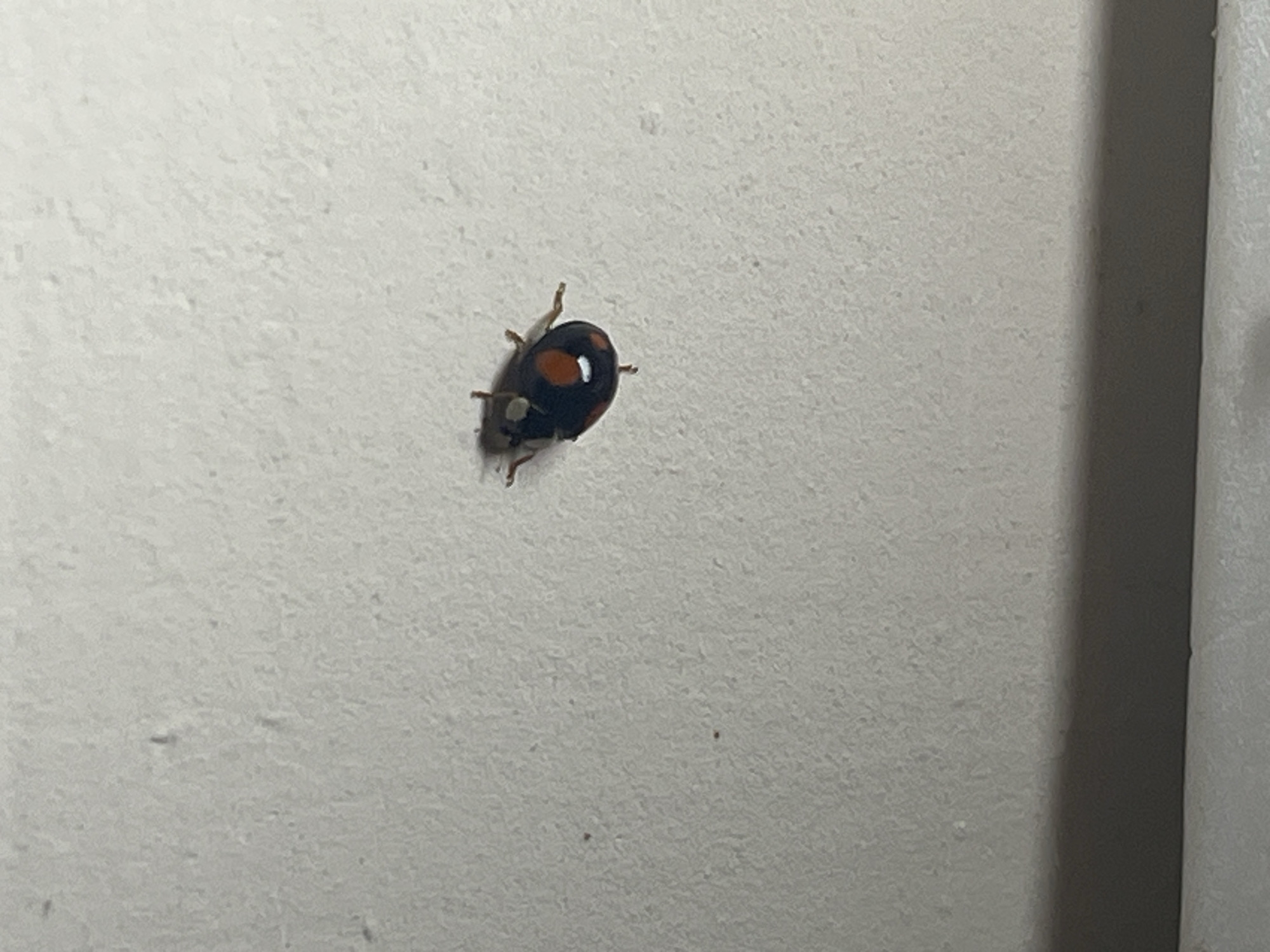 A close-up, eye-level shot shows a ladybug on a textured, off-white surface. The ladybug is black with several orange spots and a white marking on its back. Its legs are visible, with two on each side of its body. The surface appears to be a wall or ceiling, with a slight shadow or change in texture at the bottom of the frame. The lighting is dim, casting soft shadows. The location is not specified in the image or provided context.