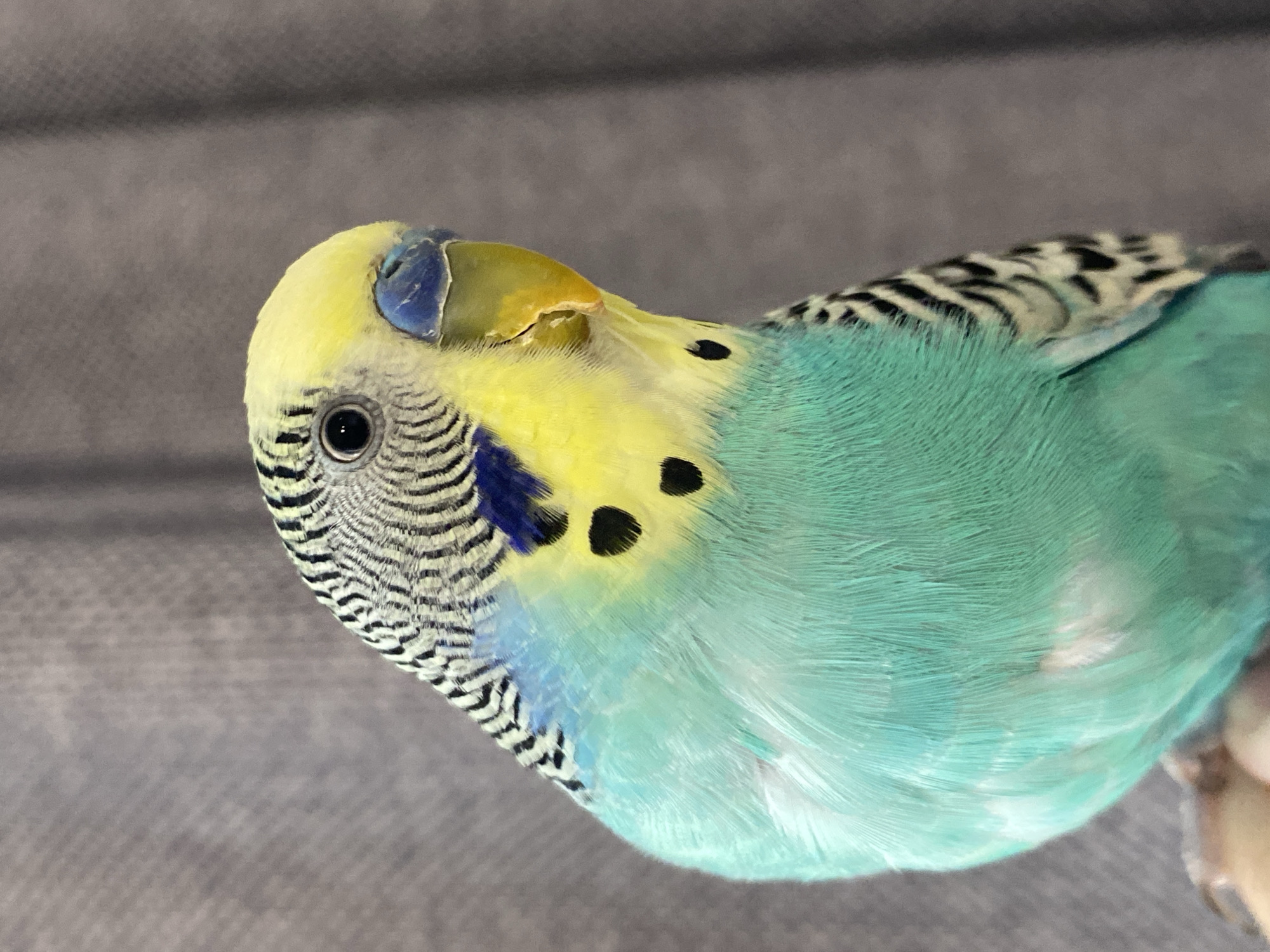 The image shows a budgerigar bird with a light blue body, yellow head, black and white striped wings, and black spots on its throat. The bird has a blue cere and a yellow beak, and its eye is black with a white ring around it. The background is a blurry grey surface. There is no location in the city of Unknown, Unknown, nor are there any people, objects, actions, or interactions apparent in the provided image.