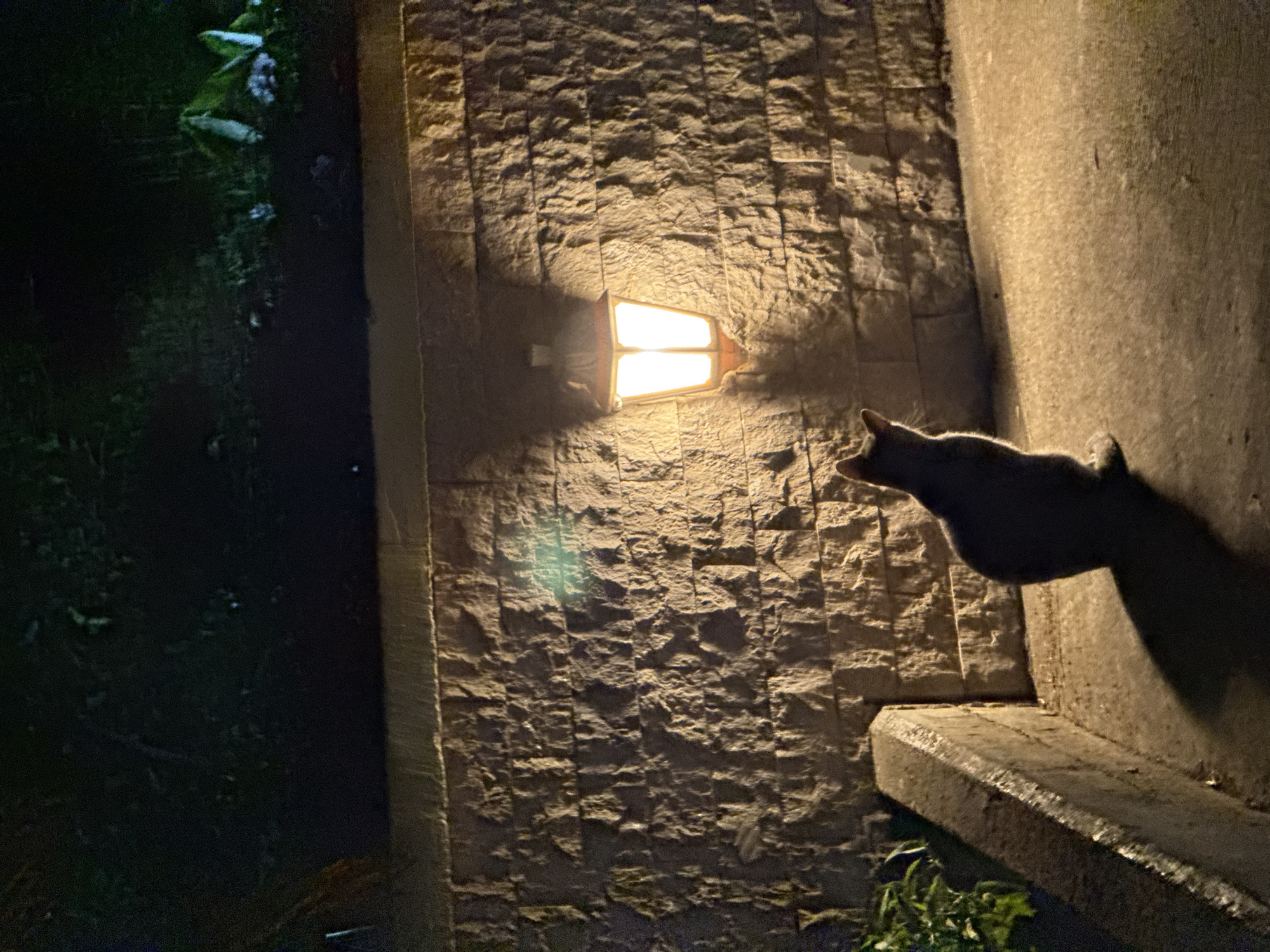 A silhouette of a grey cat sits facing a lit outdoor lamp mounted on a textured stone wall at night. The lamp emits a warm yellow glow, casting shadows on the wall and the ground. The cat is positioned on a paved surface, with a low concrete barrier to its left. Green foliage is visible to the left and top of the image. The scene appears to be an outdoor walkway or patio area. The location is identified as Trap, Montenegro.