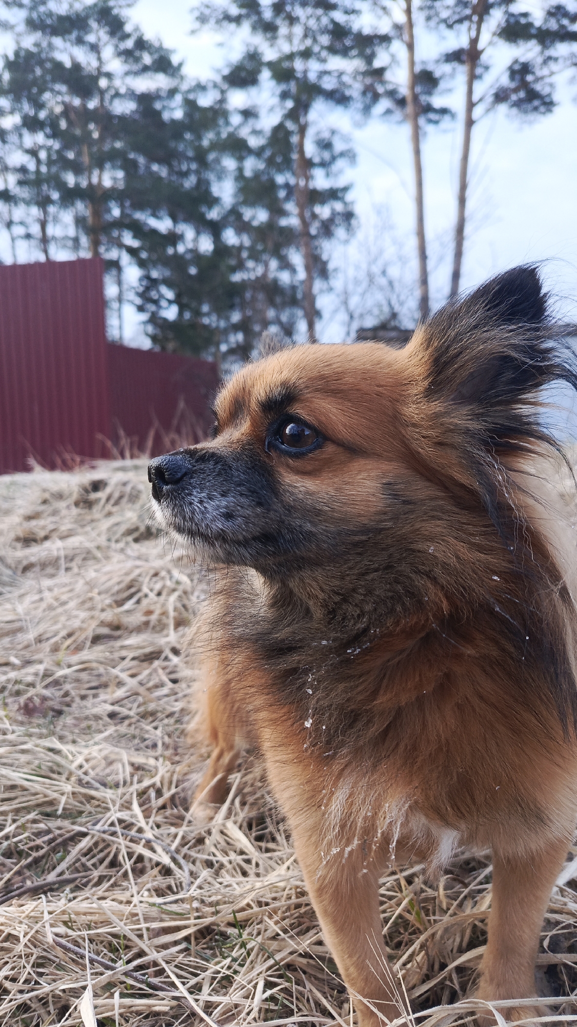 A medium-sized, brown and black long-haired dog is standing in dry grass. The dog is the primary subject of the image, and it is facing towards the left. In the background, there is a red fence and trees against a cloudy sky. Based on the information provided, the location is Chaikovsky, Russia.