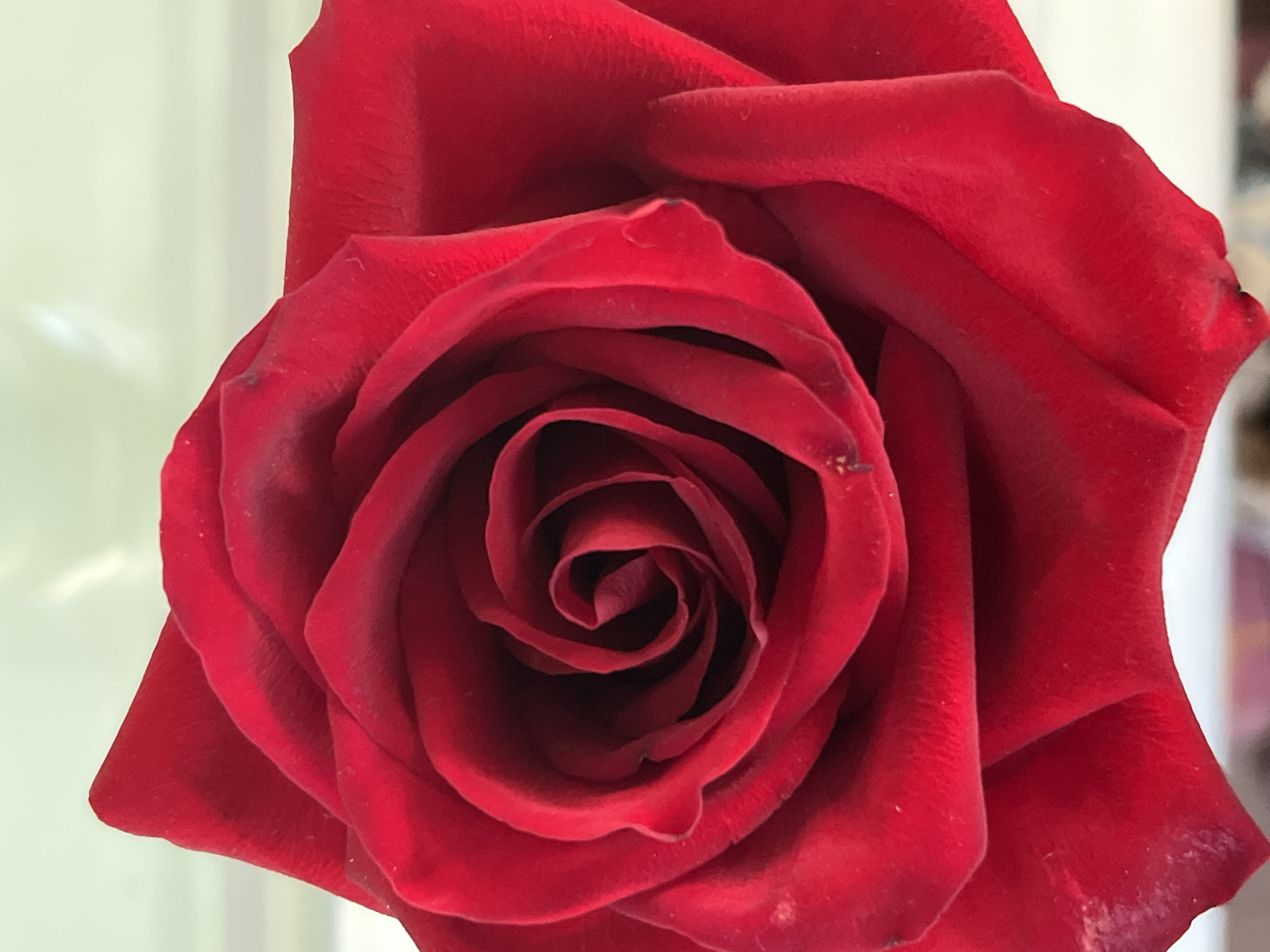 The image presents a close-up, top-down view of a single, vibrant red rose. The flower dominates the frame, showcasing its intricate structure and rich color. The petals are a deep crimson, with a velvety texture evident in the soft folds and subtle surface details. The rose is partially open, revealing a spiraling arrangement of petals that progressively darken towards the deeply shadowed center.
Fine details are visible on the petals, including slight dust particles and minor, natural imperfections, such as a small dark spot on one of the outer petals. These details suggest the natural state of the flower. The lighting is soft and diffused, creating gentle highlights and shadows that emphasize the rose's three-dimensional form and texture.
The background is uniformly blurred and appears as a soft, light-colored, indistinct gradient, possibly off-white or pale yellow, which effectively isolates the rose as the sole subject. No specific activity is taking place; the image is a still life focusing purely on the aesthetic qualities of the flower. There is no visible text. The overall impression is one of natural beauty and intricate botanical detail.