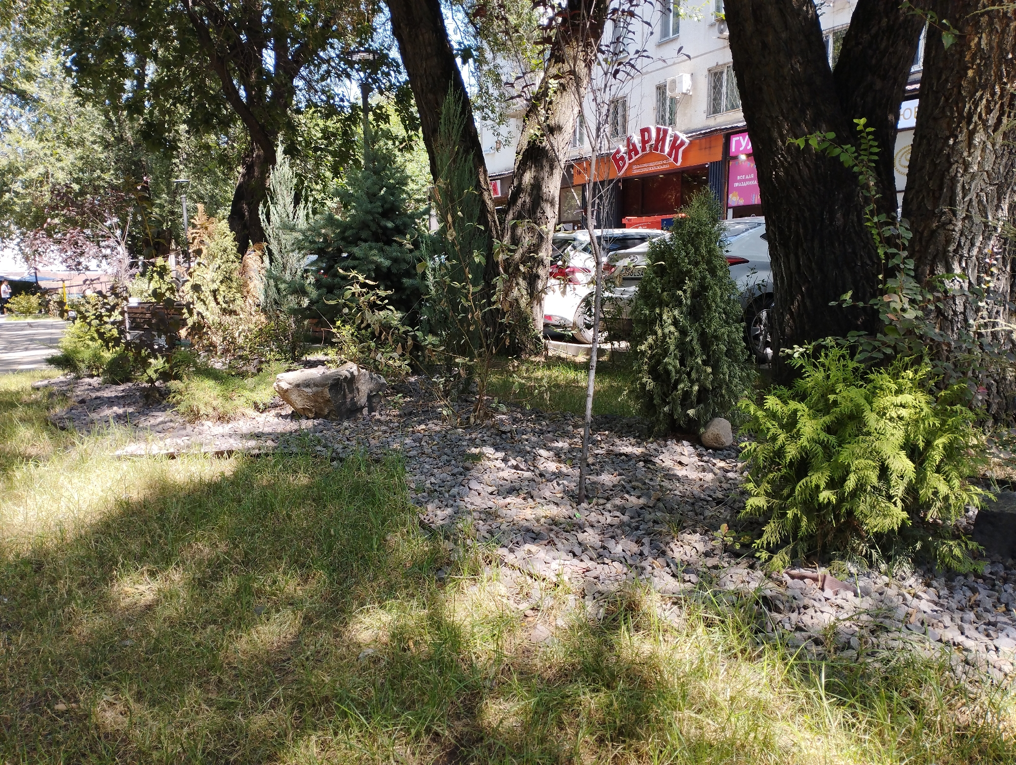 The image depicts a tree-lined street in Almaty, Kazakhstan, with a sidewalk and a building facade visible in the background. In the foreground, lush green grass is illuminated by dappled sunlight filtering through the trees. A rocky, mulched area with various evergreen plants and a large boulder is situated between the grass and the sidewalk. A white car is parked on the street. A building with orange signage that reads "БАРИК" is visible behind the trees. The overall scene suggests a well-maintained urban green space.