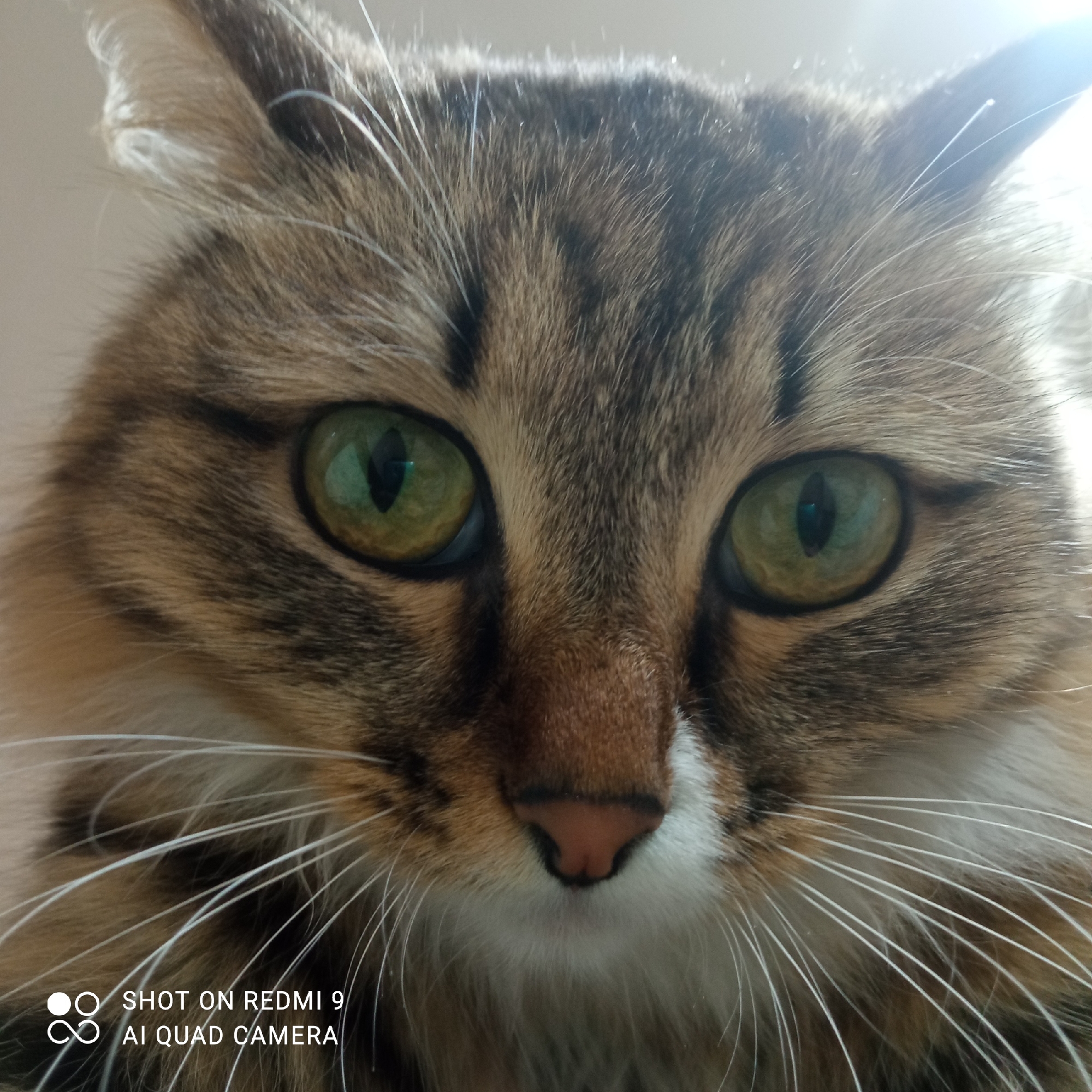 The image shows a close-up of a cat's face. The cat has green eyes, brown and black striped fur, and white whiskers. The cat's nose is pink. The photo was taken with a Redmi 9 AI Quad Camera. The location of the photo is not evident from the image. It's not possible to ascertain if the image was taken in the city of Chaikovsky, Russia, without additional information.