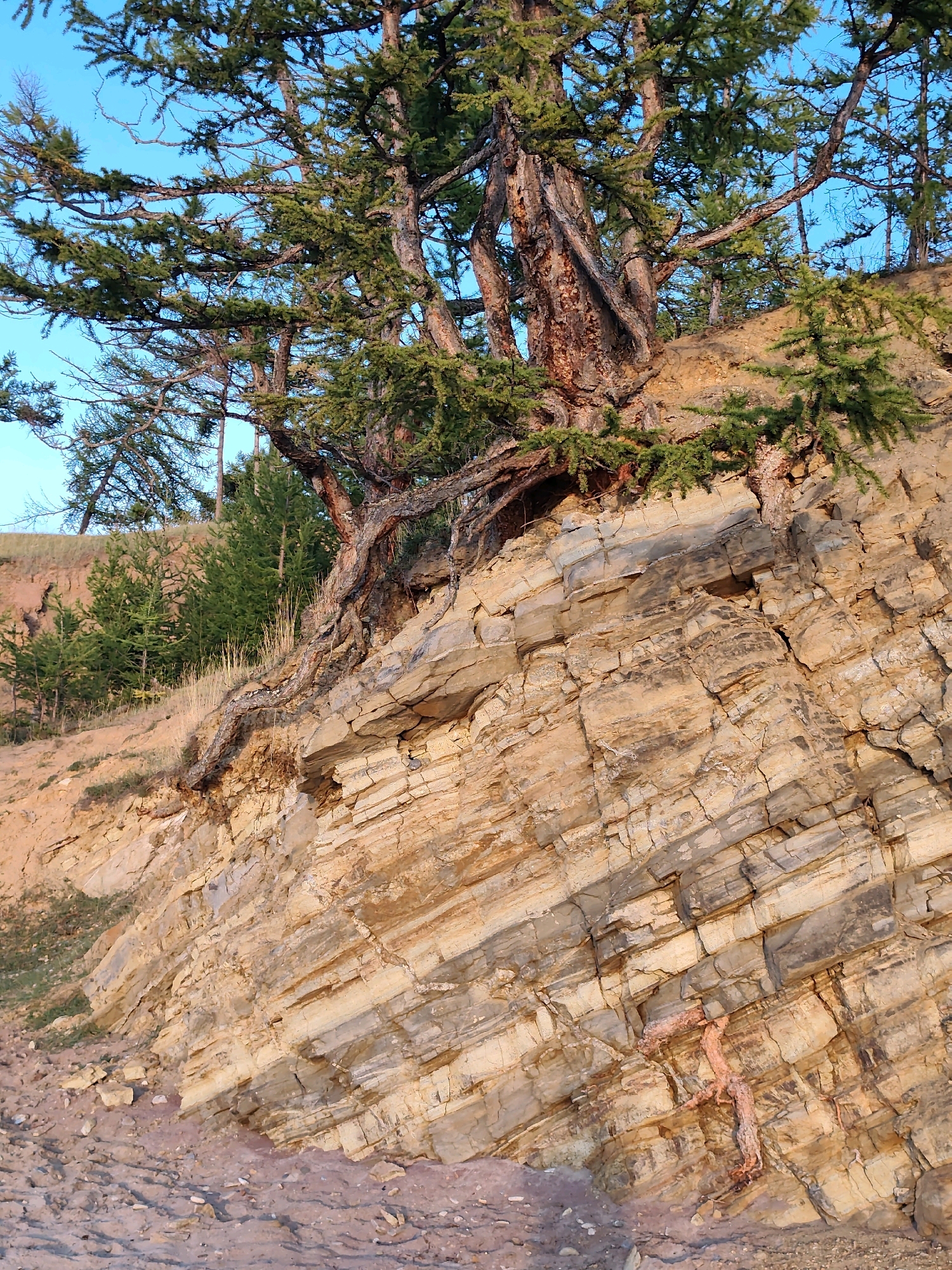 The image shows a steep, rocky cliff face with a large, gnarled tree growing from its edge. The rock layers are clearly visible, displaying a textured pattern of various shades of tan, beige, and gray. The tree has a thick, twisted trunk and branches that extend outwards, with green foliage. The ground at the base of the cliff is covered with loose stones and sand. In the background, more evergreen trees and a clear blue sky are visible. This scene is located in the village of Kharantsy, Russia, a location known for its distinctive landscapes. There are no people or animals depicted in the image.