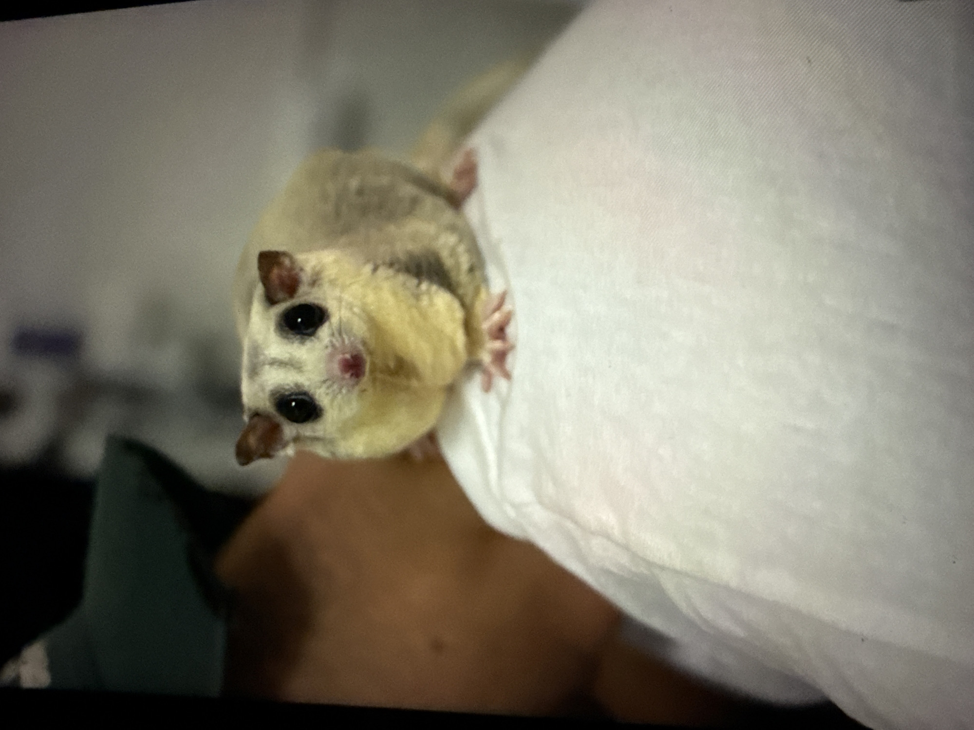 The image shows a close-up of a sugar glider perched on a person's shoulder, which is covered by a white cloth. The sugar glider has large black eyes, a pink nose, and light-colored fur with yellow and gray markings. The person's shoulder is visible underneath the cloth, and they are wearing a dark green cap. The background is blurred and appears to be indoors, possibly a medical or examination room, with light gray walls. The lighting is diffused, creating soft shadows. There is no discernible location in Taipei, Taiwan that can be identified from the image.