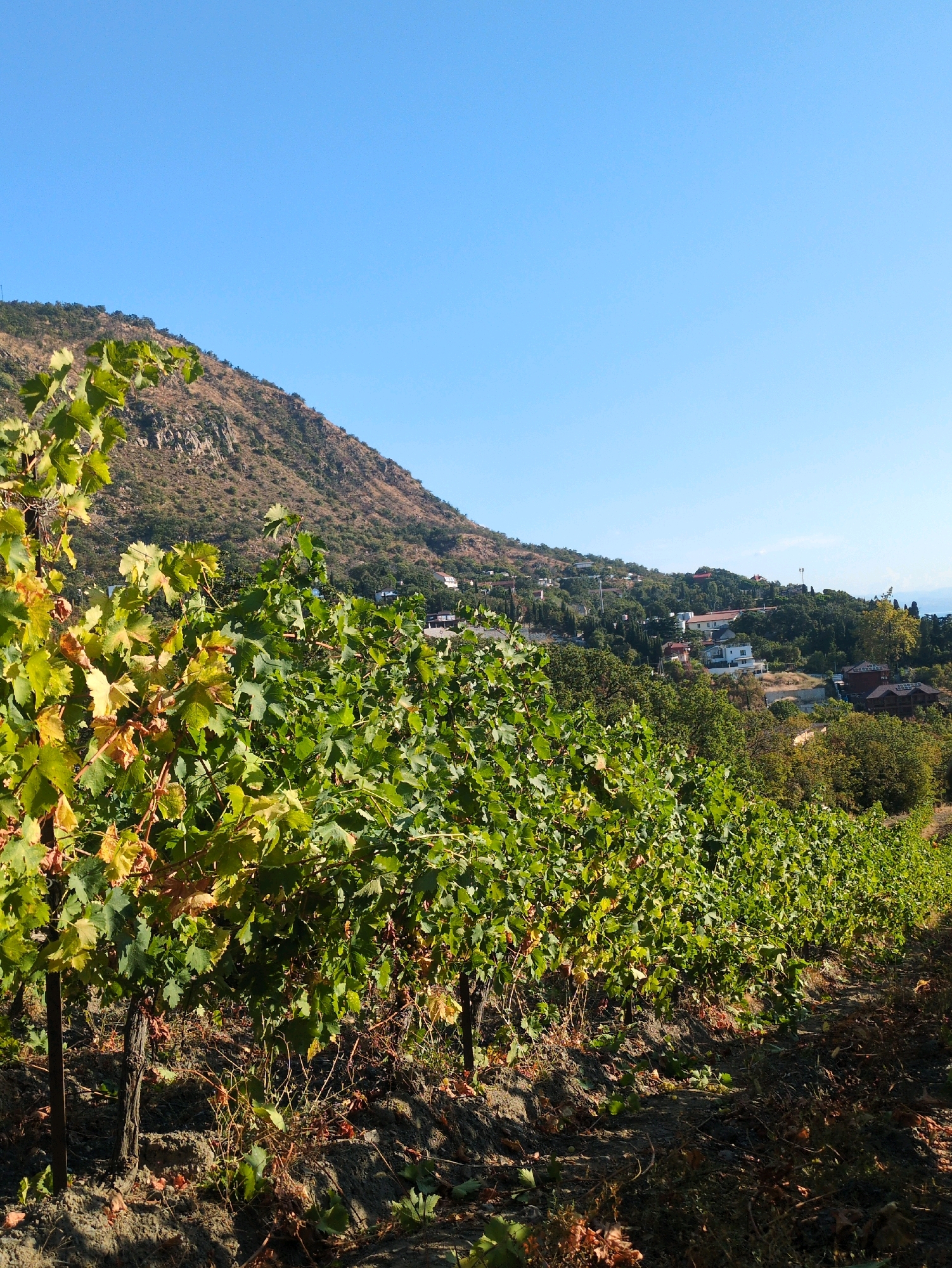 This is a vertical, eye-level, medium shot of a vineyard with a hillside village in the background. In the foreground, rows of grapevines stretch from the bottom left corner of the image to the right, their green leaves predominantly visible, with some showing yellow and brown autumnal hues. The vines are supported by thin, dark posts. The ground beneath the vines is dry and appears to be soil, with some scattered leaves and debris.
Behind the vineyard, a gently sloping hill rises, covered in sparse vegetation and rocky outcrops. Further up the hill, nestled among trees, are scattered buildings of a village, including houses with white and terracotta roofs. The buildings are visible in various sizes and architectural styles.
The sky above is a clear, vibrant blue, with no clouds. The lighting suggests it is daytime, with the sun casting shadows and highlighting the textures of the landscape. There are no people or animals visible in the frame. The overall impression is a serene, rural landscape under a clear sky.