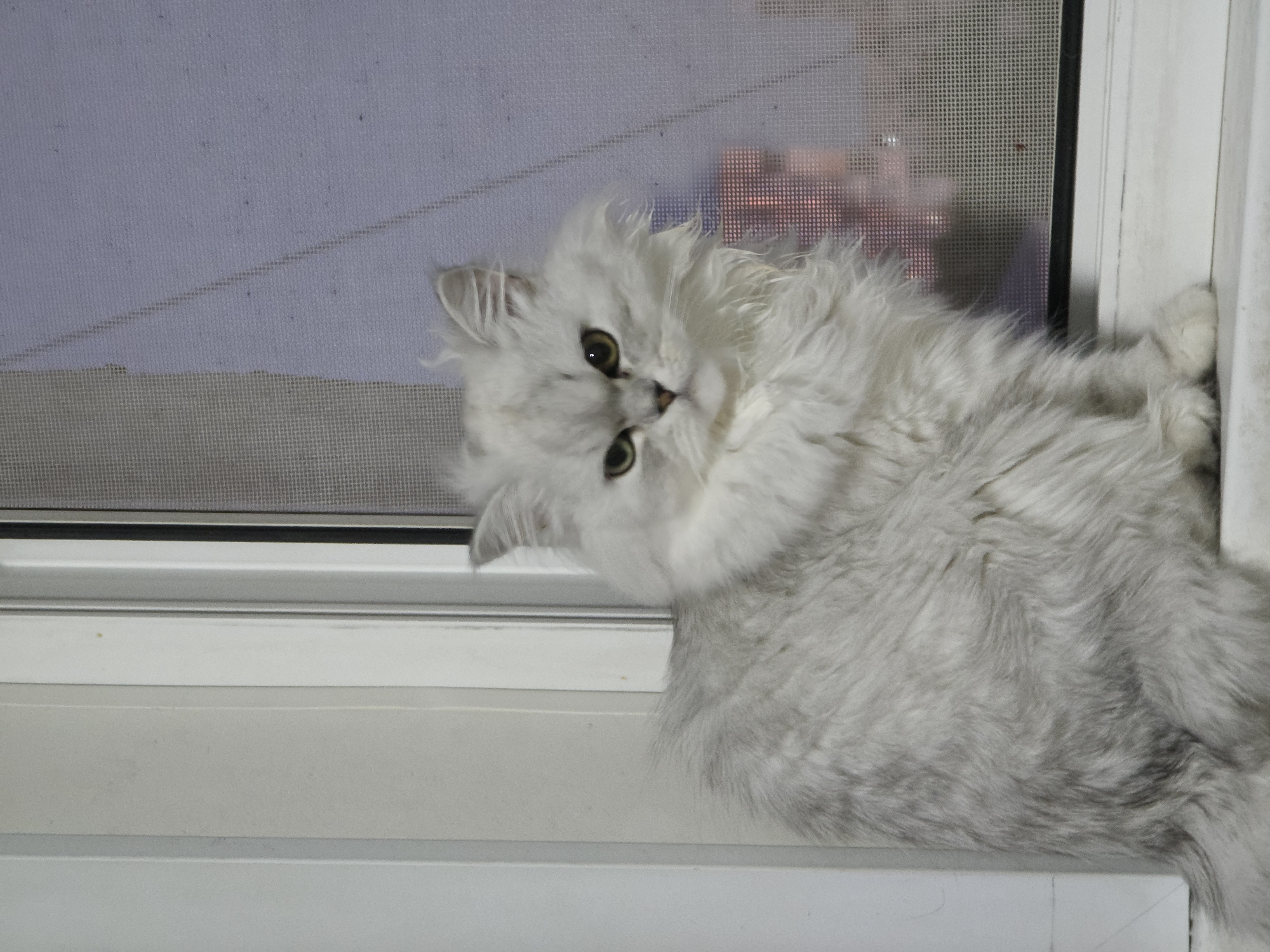 A fluffy, light gray Persian cat with green eyes sits on a white windowsill. The cat is positioned in the center of the frame, facing slightly to the right. Behind the cat, a window with a screen is visible, showing a blurred exterior view of what appears to be buildings at night. The scene is indoors, with a white wall to the left of the cat. The image is a photograph, and there is no information available to determine its location in the city of Novocheboksarsk, Russia.