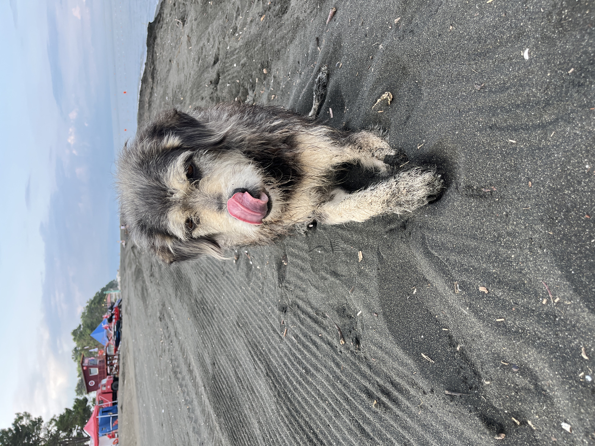 A medium-sized, shaggy dog with grey and tan fur is on a black sand beach, licking its nose. The dog is positioned in the foreground, with its front paws extended forward and its body slightly lowered. The beach has rippled sand patterns and scattered small debris. In the background, the sea stretches to the horizon under a cloudy sky. Further back on the beach, there are some structures including tents, a red truck, and a lifeguard station, suggesting a populated area. The location is identified as Ureki, Georgia, a region known for its magnetic black sand beaches.