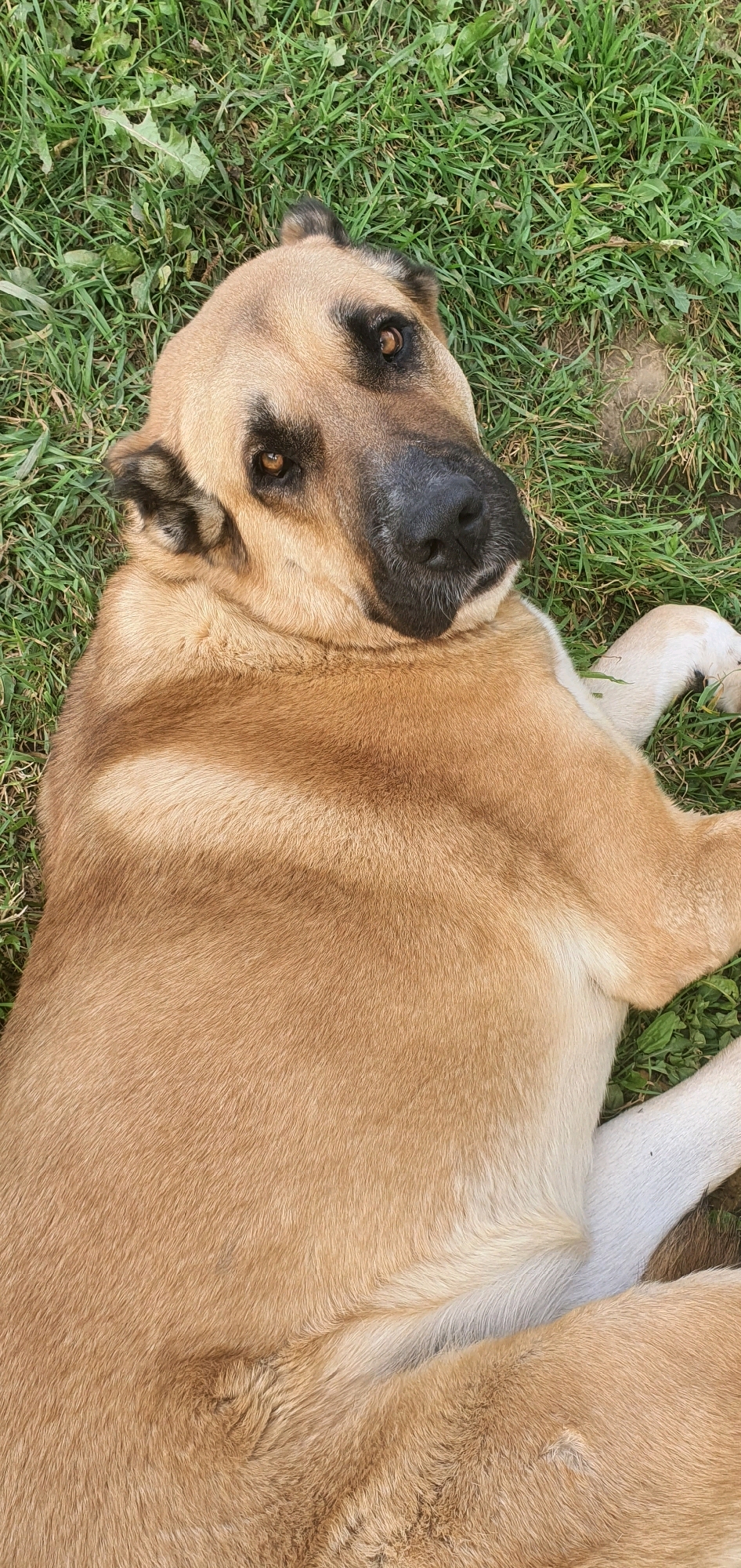 A large, tan dog with black markings around its eyes and ears lies on its back in a grassy area. The dog's eyes are open, and its head is tilted to the side, looking upwards. Its fur is short and appears clean. The dog's paws are visible, one extended upwards. The background consists of green grass and some brown patches of dirt. The image appears to be taken from a high angle, looking down at the dog. No specific location in Chastoe, Russia, is identifiable from the visual information provided.
