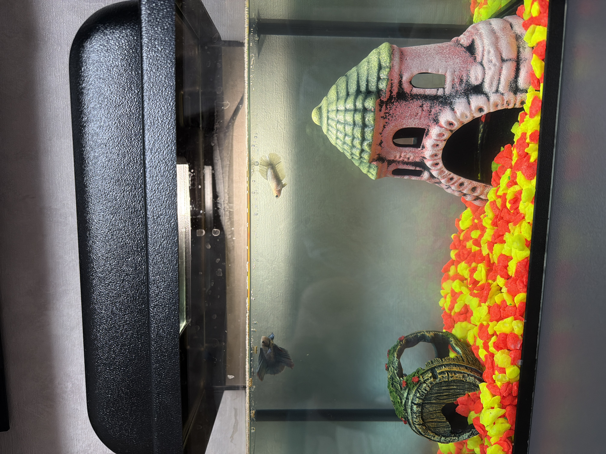 The image shows a small aquarium with two fish, presumably bettas, swimming in the tank. One is light colored, and the other is darker, possibly blue or grey. The tank is decorated with artificial items: a pink and green castle-like structure, a barrel-shaped ornament, and brightly colored red and yellow gravel. The tank has a black frame, and the water appears somewhat cloudy. The tank is situated against a plain wall. The city of Reshetnikovo, Russia is not visible and cannot be determined.