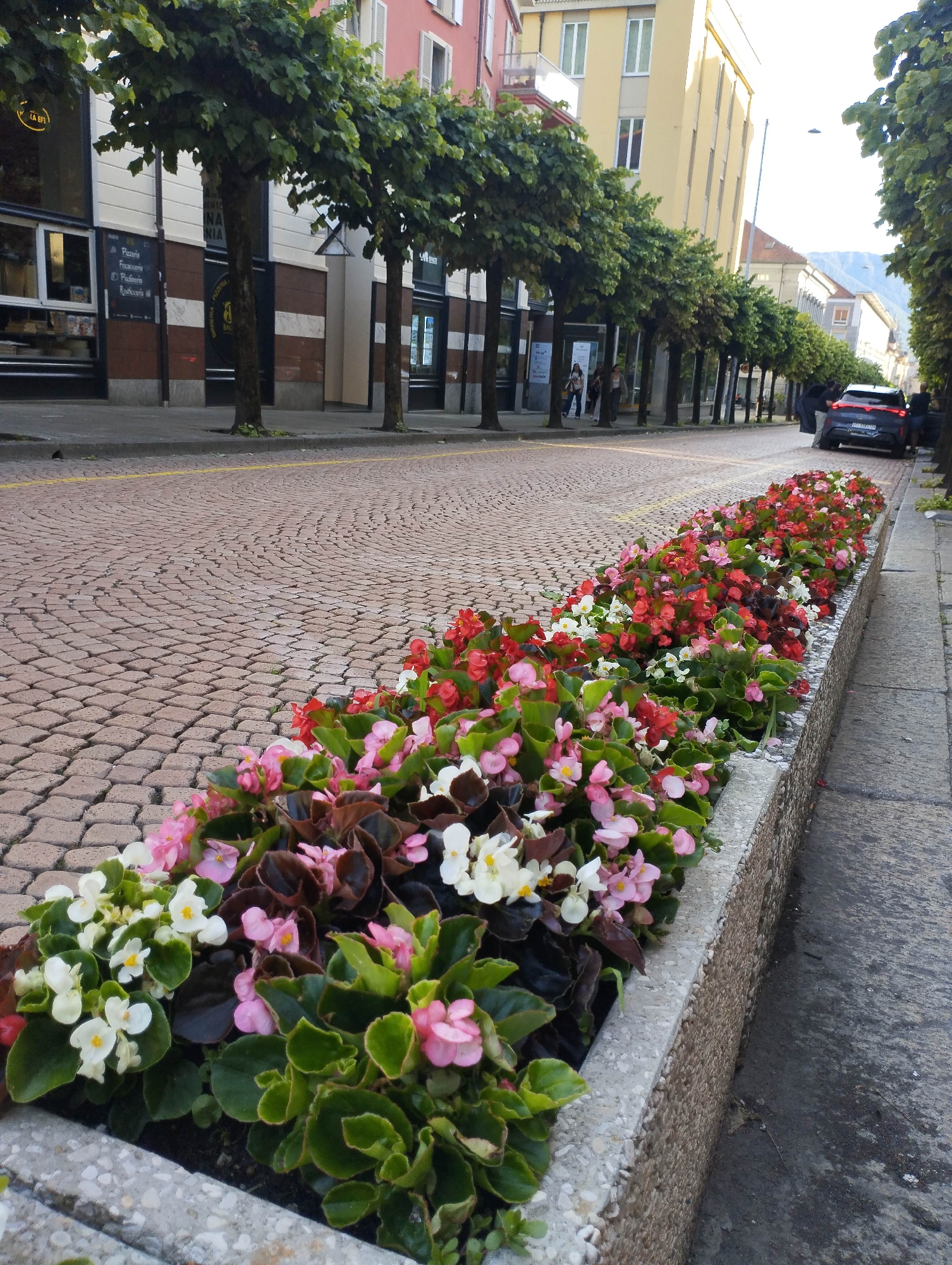 The image depicts a vibrant street scene, likely in a town in the Canton of Ticino, Switzerland, identified by the "TI" on a car's license plate. The foreground is dominated by a long, narrow flower bed situated along the right side of a cobblestone road. This bed is densely planted with various colorful flowers, primarily red, pink, and white begonia-like blossoms, which are in full bloom.
The road features intricate cobblestone paving and a single yellow line running along its left edge. A row of well-maintained, pollarded trees lines the left side of the street, bordering a sidewalk. Behind these trees stand multi-storied buildings with commercial ground floors. Visible text on a black sign outside one establishment reads "Pizzeria," "Focacceria," "Pasticceria," and possibly "Gelateria," suggesting food and confectionery businesses. A circular sign nearby partially displays "8."
Further down the street on the left, several pedestrians can be seen walking. On the right side, a dark car is parked, with a few individuals standing close by. The lighting indicates it is daytime, possibly morning or afternoon, with soft, ambient light casting gentle shadows. The overall impression is one of a calm, well-kept urban environment.