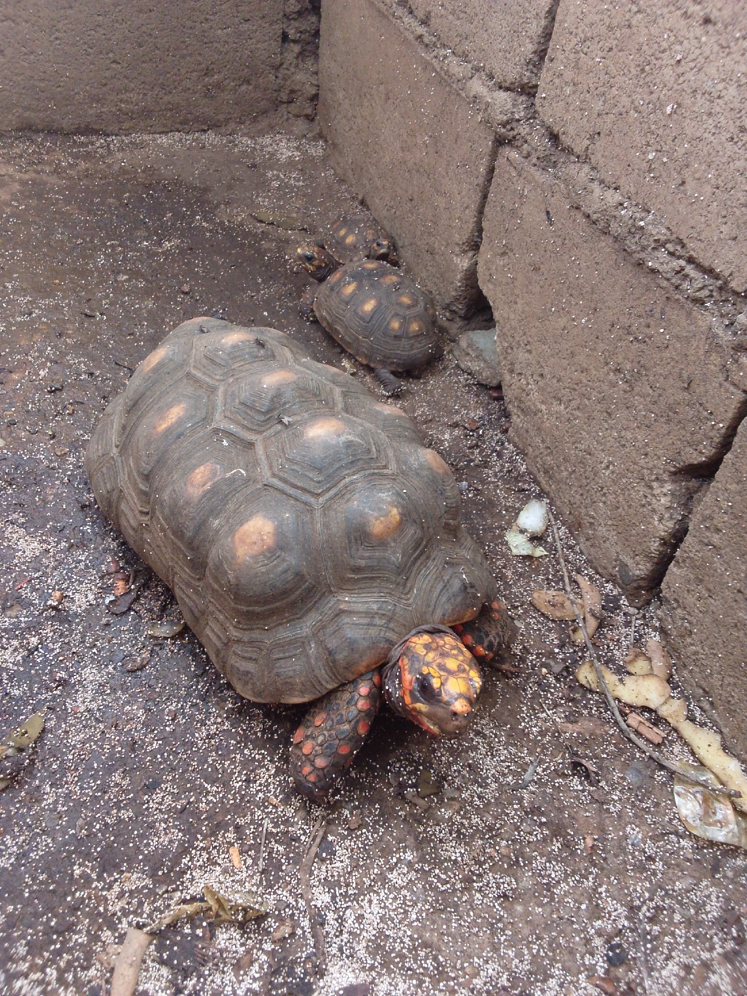 A close-up, eye-level shot captures three red-footed tortoises in a dusty, enclosure with rough concrete walls. The largest tortoise, in the foreground, faces right, its shell a muted brown with lighter, irregular patches. Its head, with bright orange markings around the eyes and legs, is visible. Behind it, a smaller tortoise faces left, its shell also patterned with brown and yellow. Further back and slightly out of focus, a third, even smaller tortoise is partially visible. The ground is covered in a fine, sandy substrate with scattered debris, including dried leaves and a white, waxy object. The lighting is even, suggesting an overcast day or a shaded area.