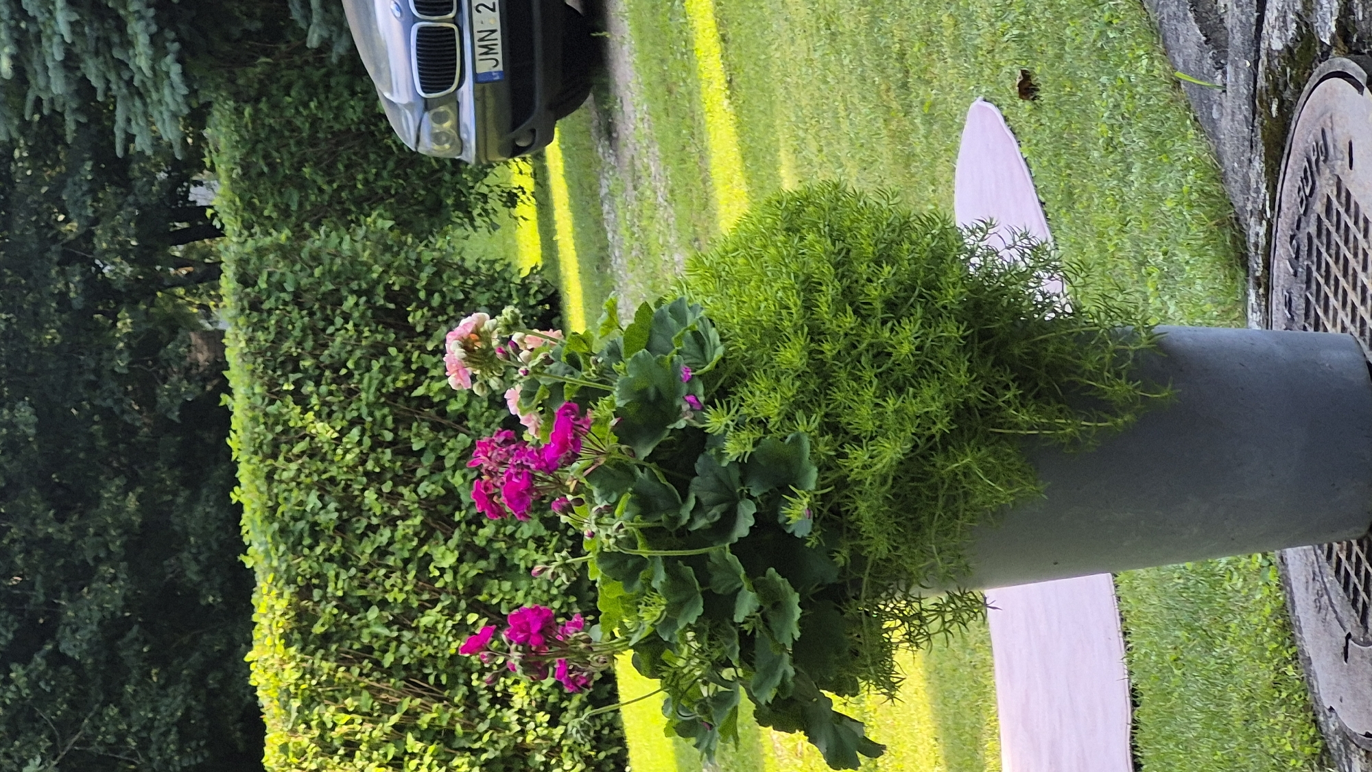 A gray cylindrical planter sits on a metal grate. The planter is filled with two types of plants: bright pink and light pink flowers are clustered together at the top, with lush green leaves cascading downwards. In front of the flowers, a dense mat of small, needle-like green leaves spills over the edge of the planter. Behind the planter, a neatly trimmed green hedge forms a backdrop, with a dark green tree line visible beyond. To the right, the front end of a dark-colored car with a license plate reading "JMN 2" is partially visible. The scene is illuminated by bright sunlight, casting yellow stripes across the green grass. A light pink mat lies on the grass to the left of the planter. The overall setting appears to be a well-maintained garden or yard in Švenčionys, Lithuania.