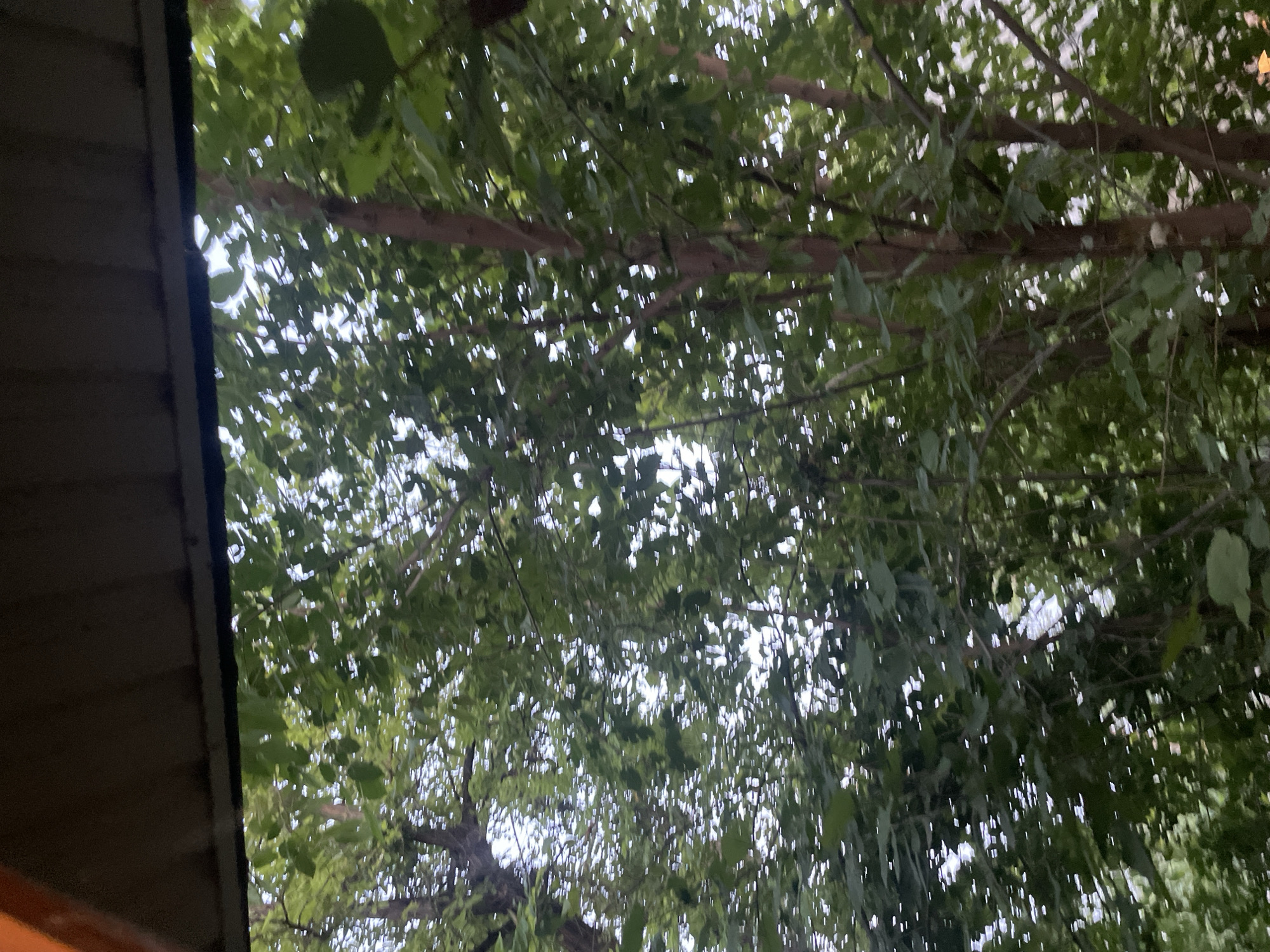 The image shows a view looking up through dense green foliage and tree trunks, likely from a shaded outdoor area such as under a porch or overhang. The top of the image is dominated by a dark brown, textured surface, possibly a wooden ceiling or roof edge. The sunlight filters through the leaves, creating bright spots and dappled patterns throughout the scene. The trees appear to be deciduous, with a mix of light and dark green leaves, some of which are blurred, indicating movement or a shallow depth of field. The trunks of the trees are visible, varying in thickness and color from light brown to reddish-brown. The overall impression is one of natural overgrowth in an urban or semi-urban setting.