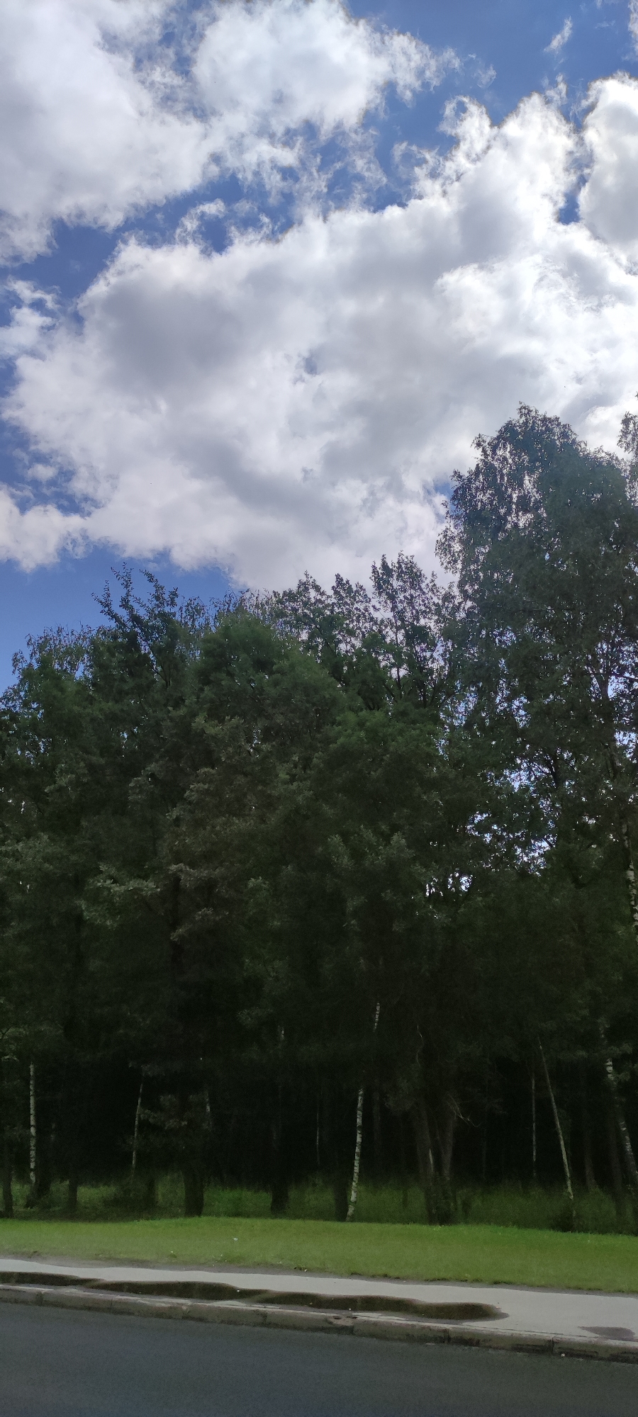 A vertical, medium shot captures a clear blue sky dotted with white, fluffy clouds above a dense line of dark green trees and foliage. The trees fill the lower half of the frame, their canopies extending towards the top. In the foreground, a paved area transitions to a grassy strip, bordered by a curb and a dark asphalt road. The scene is devoid of any people or animals. The image appears to be taken on a sunny day, with the lighting suggesting a late afternoon or early evening time. The overall environment evokes a natural setting on the outskirts of a developed area.