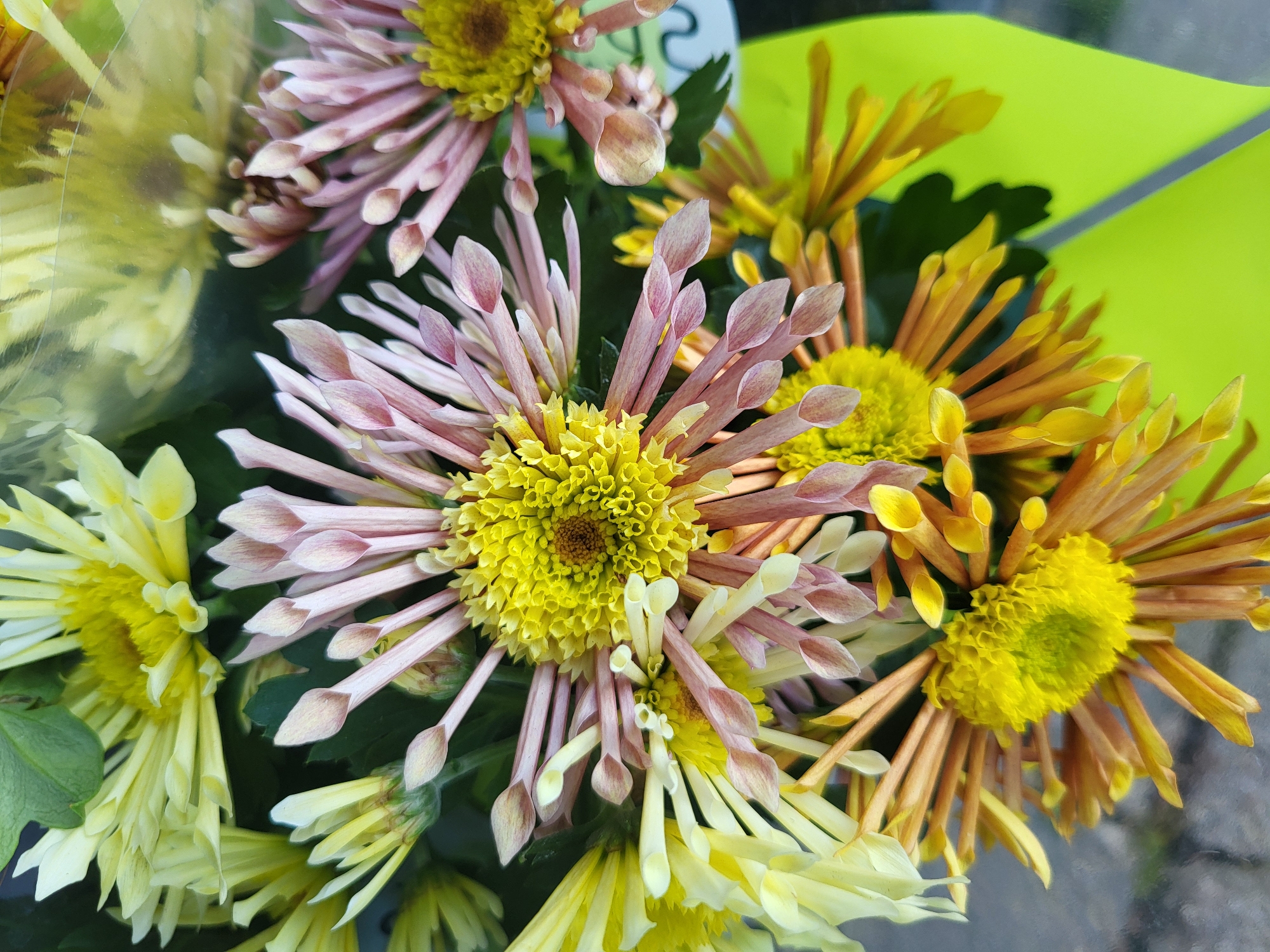The image presents a close-up view of a bouquet of chrysanthemums, exhibiting a variety of colors. The dominant colors are yellow, light pink, and light brown, with some leaves visible. The bouquet appears to be packaged in a lime green wrap. There are no people in the image, and the location is not identifiable as Budva, Montenegro, based on the visible contents. The surface beneath the bouquet is gray.