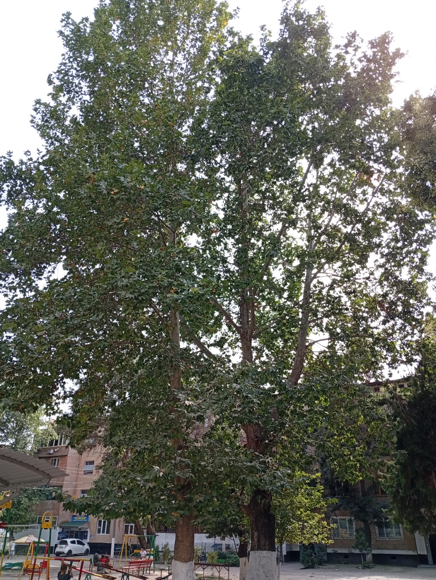 In the city of Angren, Uzbekistan, a large deciduous tree with abundant green foliage dominates the foreground, its branches reaching towards a bright sky. Behind the tree, a multi-story brick building with numerous windows is visible, suggesting an urban or residential setting. To the left of the tree, a children's playground can be seen, featuring colorful climbing structures and swings. Several individuals are present within the playground area, with some seated on benches and others interacting with the playground equipment. A white car is parked in front of the building. The overall scene depicts a daytime view of an outdoor public space, likely a residential courtyard or park area, characterized by the presence of mature trees, a building, and recreational facilities for children.