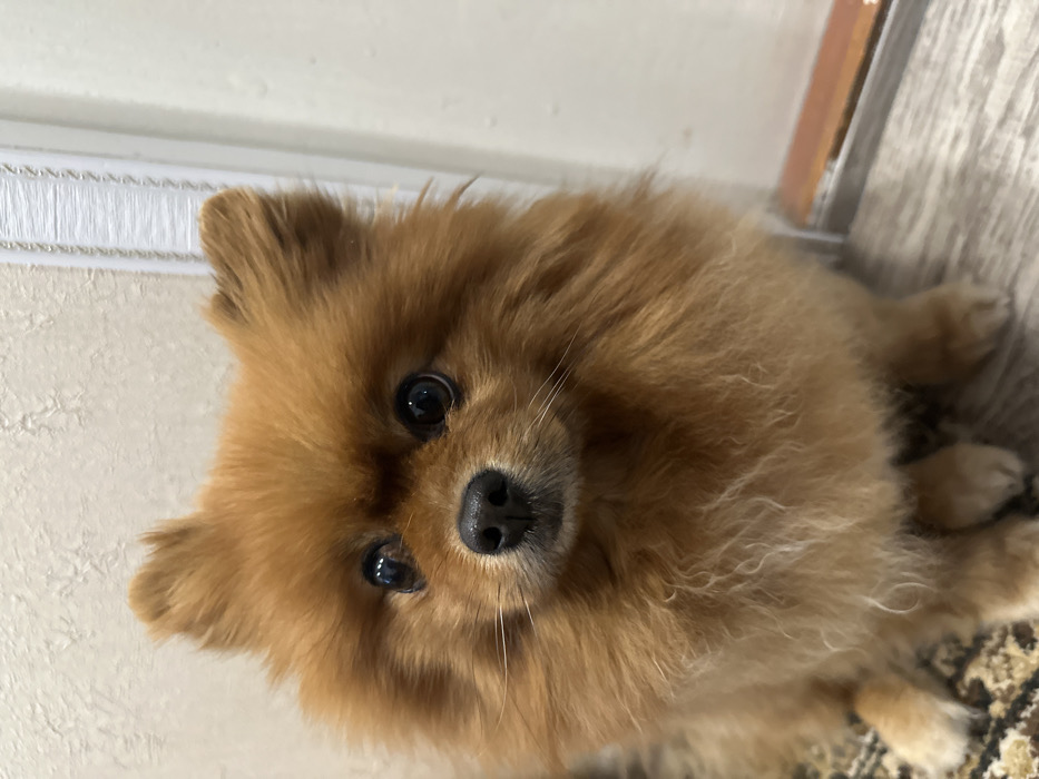 A small, fluffy, orange-brown Pomeranian-type dog is captured in a medium close-up, facing directly forward and looking slightly upward towards the viewer. The dog possesses dark, round eyes, a prominent dark nose, and small, upright ears. Its thick, double coat displays varied tones of reddish-brown and lighter orange. The dog is seated or crouching, with its front paws and lower body partially visible.
The immediate environment consists of an indoor setting. The floor beneath the dog's left side is covered by a patterned rug featuring beige, brown, and darker elements. To the dog's right, a light-colored wood-grain floor, possibly laminate or floorboards, is visible. The background includes a textured, off-white wall on the upper left. To the right, a vertical white door frame or trim piece is present, showing a distinct ridged pattern, and below it, a horizontal brown threshold or bottom door edge is partially visible. The lighting is soft and even, indicating an indoor illuminated space.
This scene is located in the city of Япрыково, Russia.