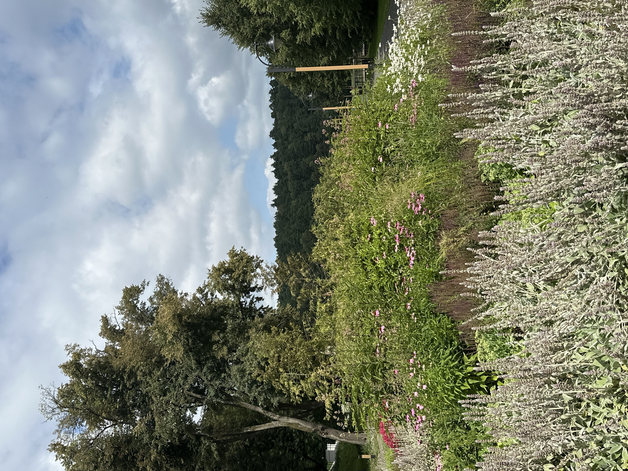 The image depicts a vibrant garden scene in Dubrovitsy, Russia. In the foreground, a dense arrangement of plants with feathery, grey-green foliage and purple flower spikes dominates the lower half of the frame. Behind this, a riot of pink coneflowers and white daisies bloom amidst lush green foliage. Tall trees, including one with a thick, gnarled trunk on the left, form a backdrop, interspersed with ornamental grasses and taller, shrub-like plants. In the mid-ground, a dark pathway is visible, lined with two lampposts with ornate dark fixtures. Beyond the garden and pathway, a dense, dark green forest stretches across the horizon under a sky filled with dramatic, grey and white clouds. A white building is partially visible to the far left, nestled amongst trees. The scene is tranquil and suggests a well-maintained park or botanical garden.