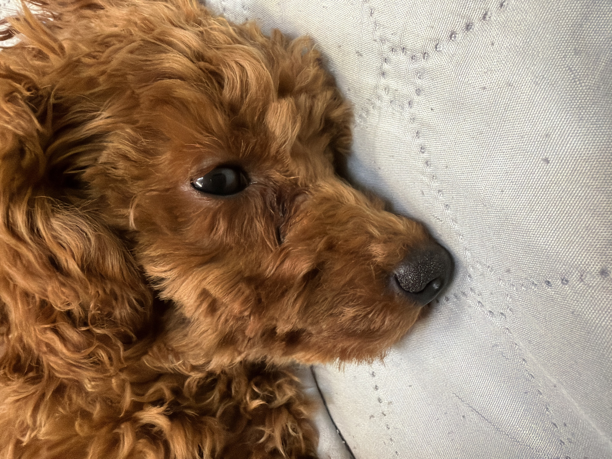 A close-up, eye-level shot shows a brown dog, possibly a poodle mix, lying on a light-colored fabric surface. The dog's head is turned to the right, with its right eye visible. The eye is dark and reflective. The dog's nose is also visible, appearing dark and textured. The fur is curly and appears to be of a reddish-brown hue. The fabric surface beneath the dog has a textured pattern of faint dots and lines. The lighting is natural, casting soft shadows. There is no indication of the city of Sofia, Bulgaria, in the image.