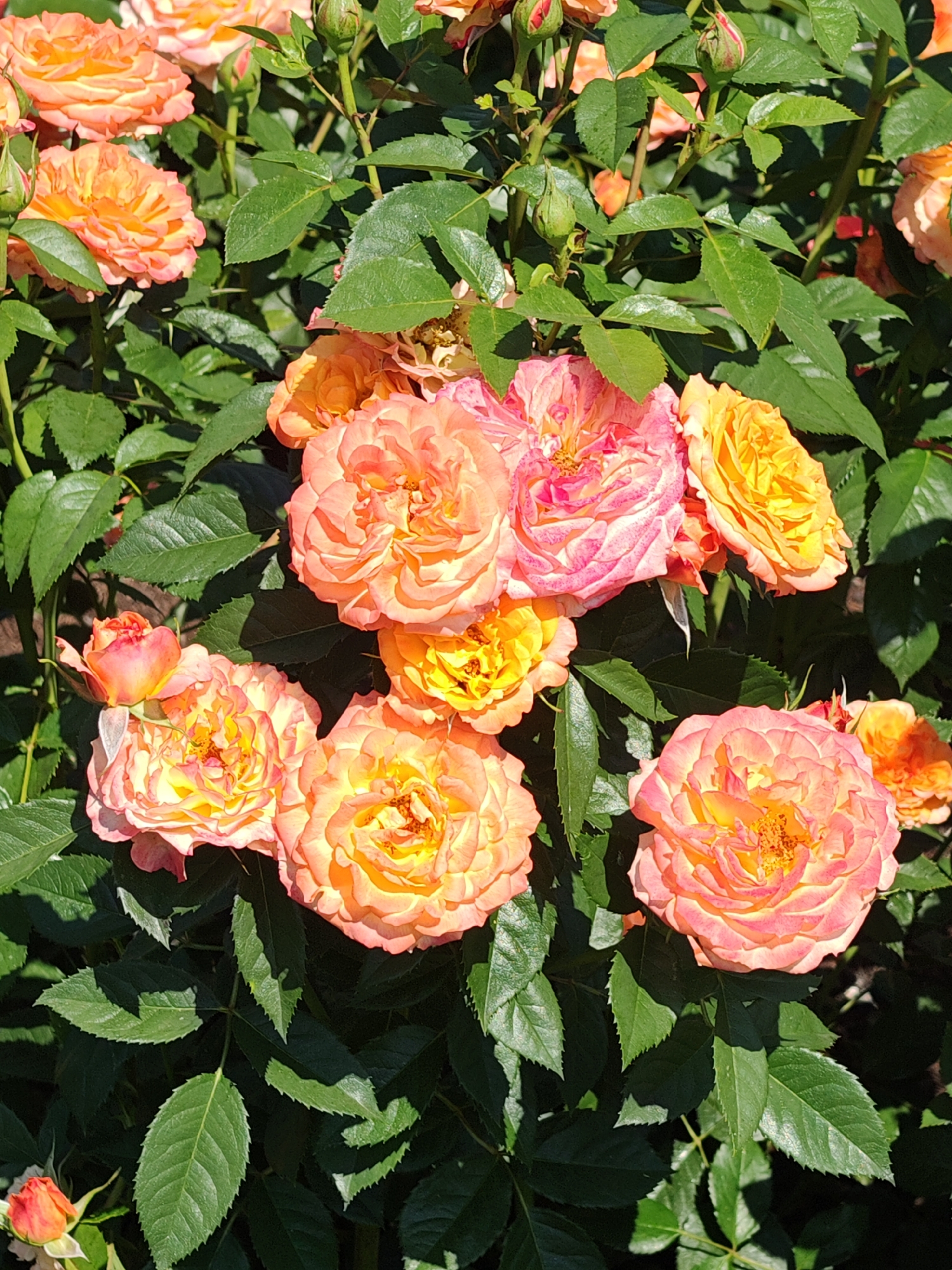 A close-up, eye-level shot captures a cluster of vibrant orange and pink roses in full bloom, interspersed with lush green foliage. The roses exhibit a ruffled texture with numerous petals, showcasing a gradient of color from deep orange and yellow at their centers to lighter pink and peach hues on their outer edges. Several rosebuds are also visible, some tightly closed and others beginning to unfurl. The leaves are a deep green, with serrated edges, and some appear slightly glossy, reflecting the sunlight. The lighting suggests a bright, sunny day, casting shadows and highlighting the textures of the petals and leaves. The overall impression is one of natural beauty and the abundance of a garden in bloom. There is no visible text in the image. The setting appears to be an outdoor garden, possibly in Ottobeuren, Germany, given the location context. The scene evokes a feeling of warmth and the serene beauty of nature.