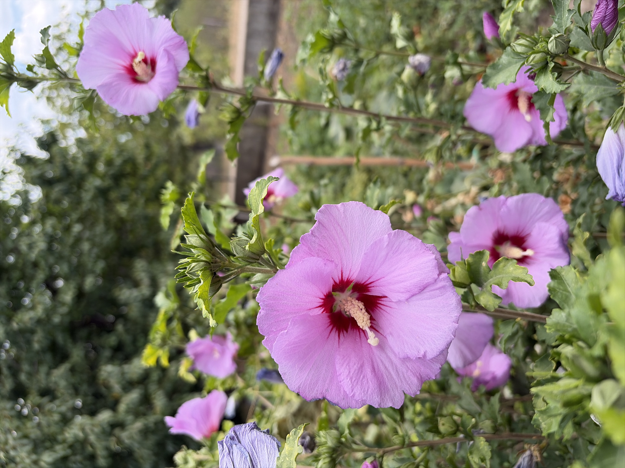 In the city of Oxentea, Moldova, a close-up shot captures a cluster of vibrant pink hibiscus flowers in bloom. The foreground is dominated by a large, fully opened hibiscus, its delicate petals a soft shade of pink radiating from a deep red center. A prominent stamen, tipped with a pale yellow stigma, extends from the flower's core. Behind this bloom, several other pink hibiscus flowers are visible, some in various stages of opening, their petals also tinged with a darker hue at their base. Among them, a single, partially unfurled pale blue flower adds a contrasting touch of color. The hibiscus plants are nestled within lush green foliage, with leaves of varying shapes and sizes. In the background, blurred trees and a hint of a fence suggest an outdoor setting, possibly a garden or park. The lighting indicates a bright, possibly overcast day, creating soft shadows and enhancing the vibrant colors of the flowers.