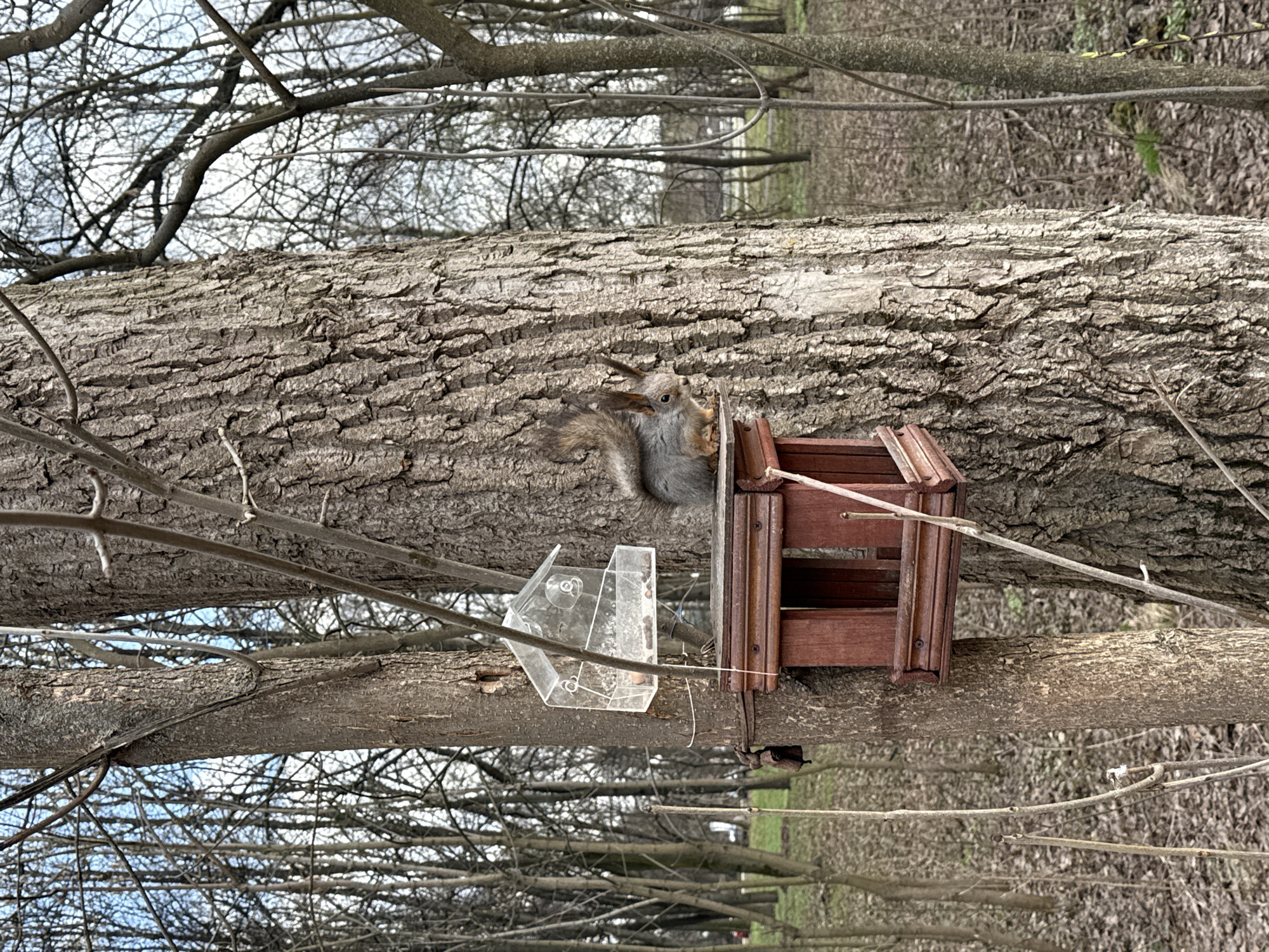 The image depicts a squirrel perched on a wooden bird feeder attached to a tree trunk. The tree is located in Moscow, Russia. The squirrel is facing forward, partly obscured by the feeder. The feeder is attached to the tree with some type of fastener. The clear plastic portion of the feeder is visible below the wooden structure. The tree is bare of leaves, indicating it is either late fall or early spring. Other bare trees are visible in the background, with some green grass visible along the horizon line. The sky is overcast, and the lighting is flat.