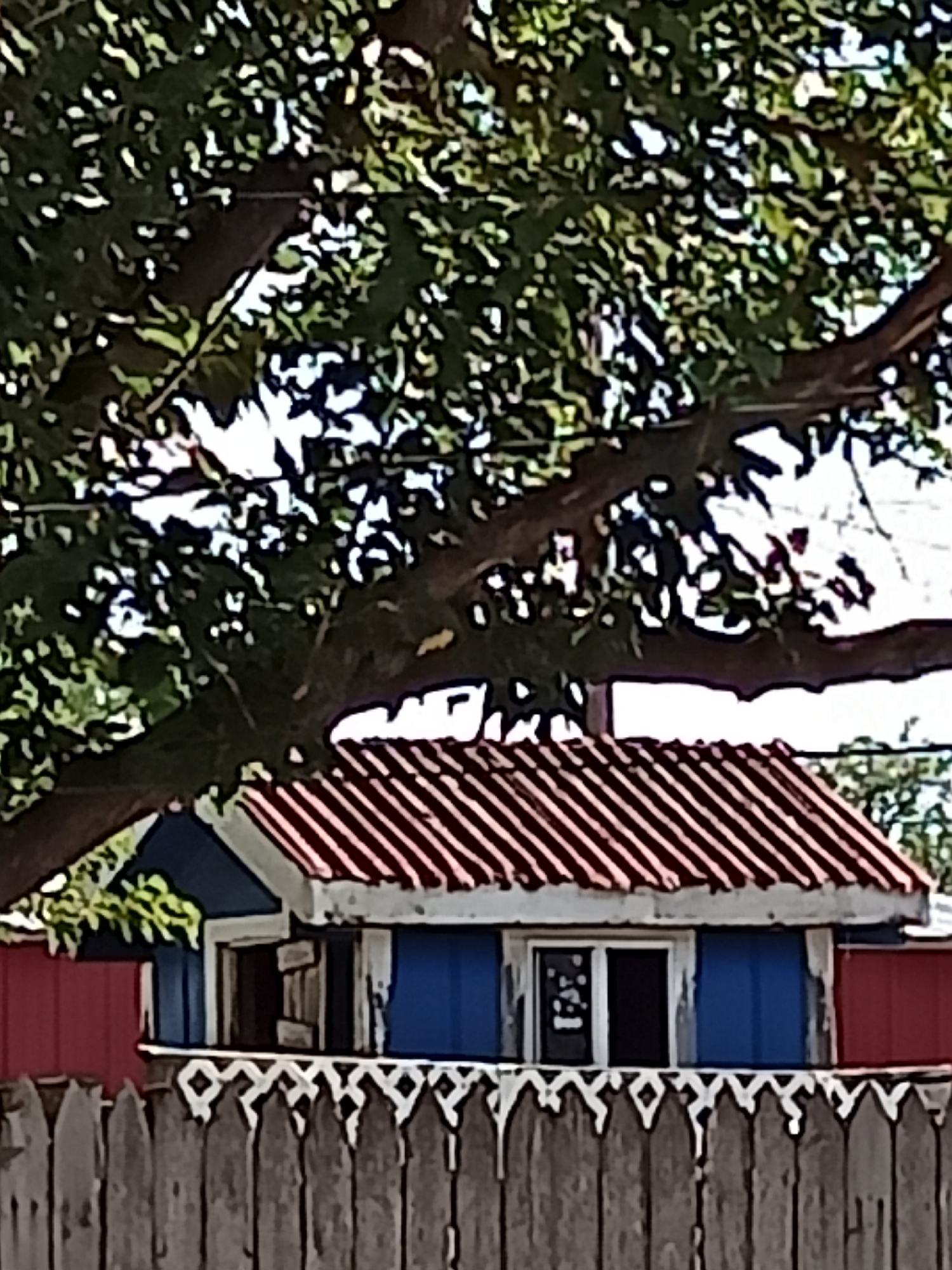 The image captures a small blue structure with a red corrugated metal roof, partially obscured by the branches and foliage of a large tree. The structure has white trim around a window and an open doorway with visible wooden shutters. A rustic wooden fence with decorative white pickets runs in the foreground, blocking a clear view of the lower portion of the structure. Behind the blue structure, a red wall is visible. The scene appears to be outdoors, possibly in a backyard or a rural setting, with the overall impression of a somewhat weathered and aged environment. The image quality is low, with visible pixelation and noise, making it difficult to discern fine details. The location is specified as Amarillo, United States of America, but no specific landmarks or contextual clues are provided within the image to support this. There are no people, animals, or any discernible actions or interactions depicted. The environment is dominated by the natural elements of the tree and the man-made elements of the structure and fence.