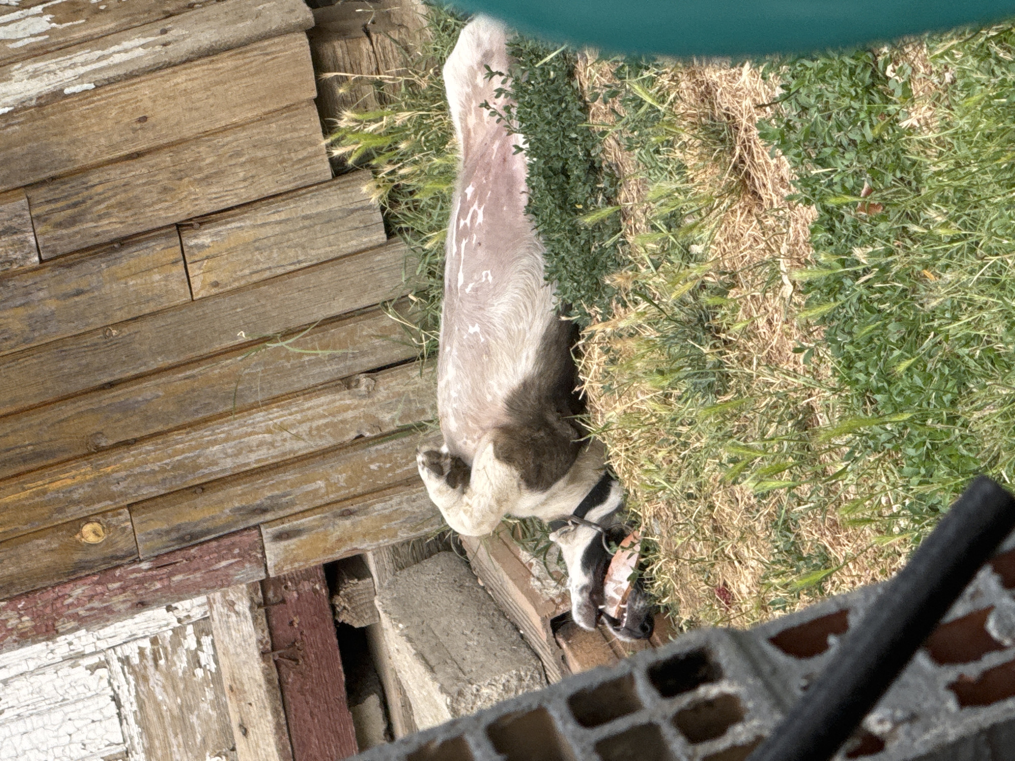 The image shows a dog lying on its back in the grass, appearing to be panting. The dog has a black collar and is mostly light-colored with dark patches. Behind the dog is a wooden structure with weathered planks and some peeling white paint. To the left of the dog, there are concrete blocks and some brickwork. The scene appears to be outdoors in a somewhat unkempt area, likely a backyard or an abandoned space. The photograph is taken from a slightly elevated position, looking down at the dog. No specific location in Sredets, Bulgaria is identifiable from the image itself.