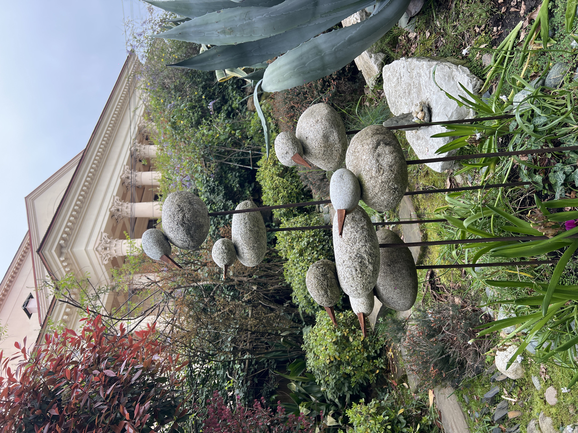 This image, rotated counter-clockwise from its original orientation, captures a serene garden scene featuring decorative elements and classical architecture under an overcast sky.
In the foreground and mid-ground, a row of approximately eight artistic bird sculptures made from smooth, rounded stones is prominently displayed. Each sculpture typically consists of a larger stone for the body and a smaller stone for the head, with a reddish-brown, flat metal piece forming the beak. These sculptures are mounted on dark metal rods that extend horizontally across the lower half of the frame.
The garden environment is rich with diverse plant life. To the right, a large, striking agave plant with thick, grey-green, succulent leaves is visible. Various other plants fill the scene, including dense green bushes and ground cover, some with small white flowers, and a prominent bush with vibrant deep red leaves on the left side of the frame. Several large, light-colored rocks are interspersed among the foliage on the ground.
In the background, a grand, light-colored building with distinct classical architectural features stands out. It boasts multiple columns with ornate capitals, a structured facade, and a pitched roof, suggesting an elegant manor or public building. The sky above is a uniform, pale grey-blue, indicating an overcast daytime. No individuals, animals, or visible text are present in the image. The scene conveys a peaceful and decorative outdoor setting, likely a landscaped garden of a resort or estate, consistent with the suggested location of Sochi, Russia, known for its warm climate and architectural grandeur.