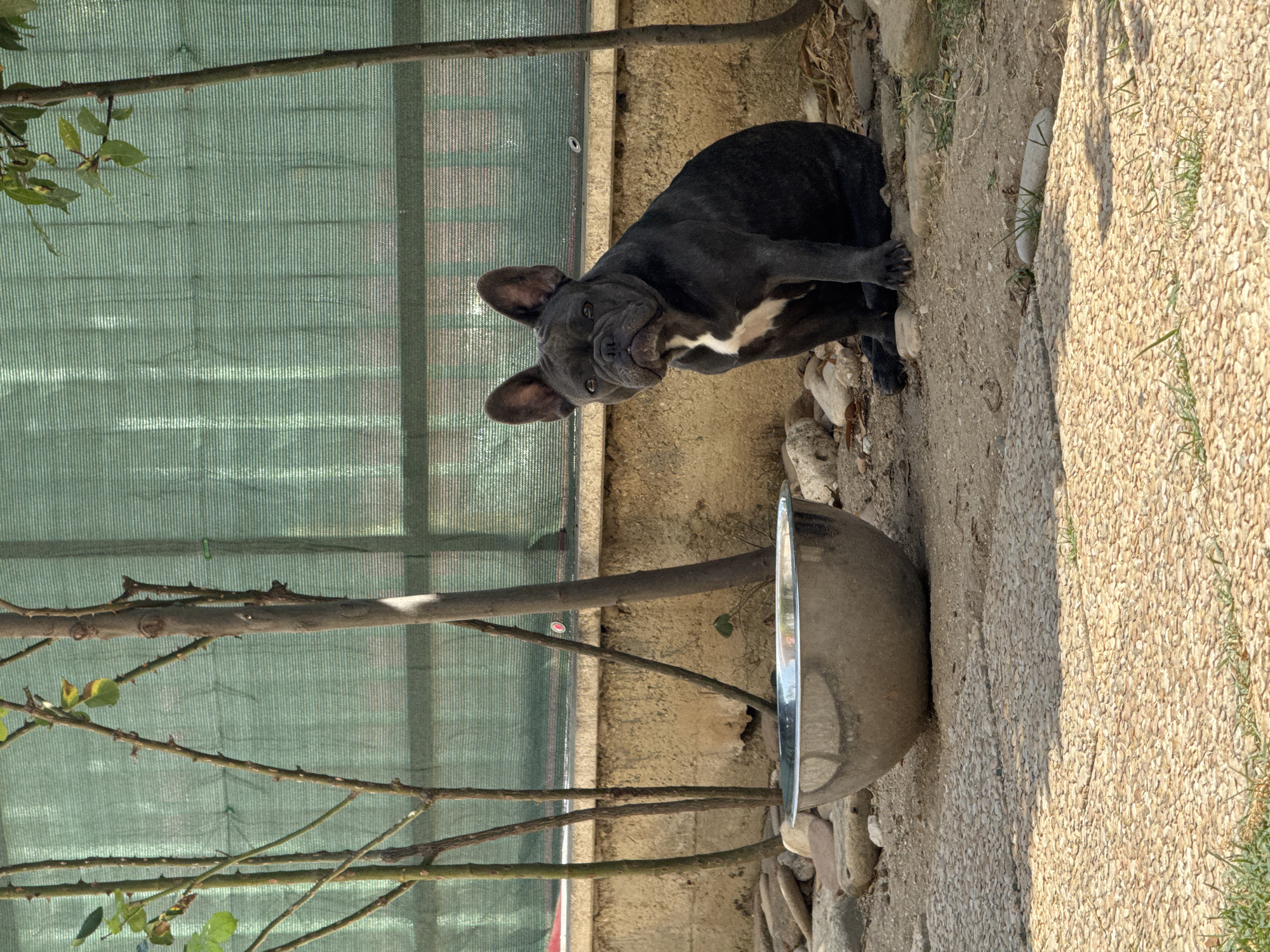 In an outdoor area, likely a yard in San Benedetto del Tronto, Italy, a dark-colored French Bulldog sits facing the camera. The dog is positioned to the right of a large, metallic pet bowl placed on a gravelly ground. The background features a textured beige wall and a green mesh fence. Several thin, bare tree branches are visible in front of the fence. The ground is a mix of gravel and paved sections, with some scattered stones around the bowl. The lighting suggests it is daytime, with shadows cast on the paved areas.