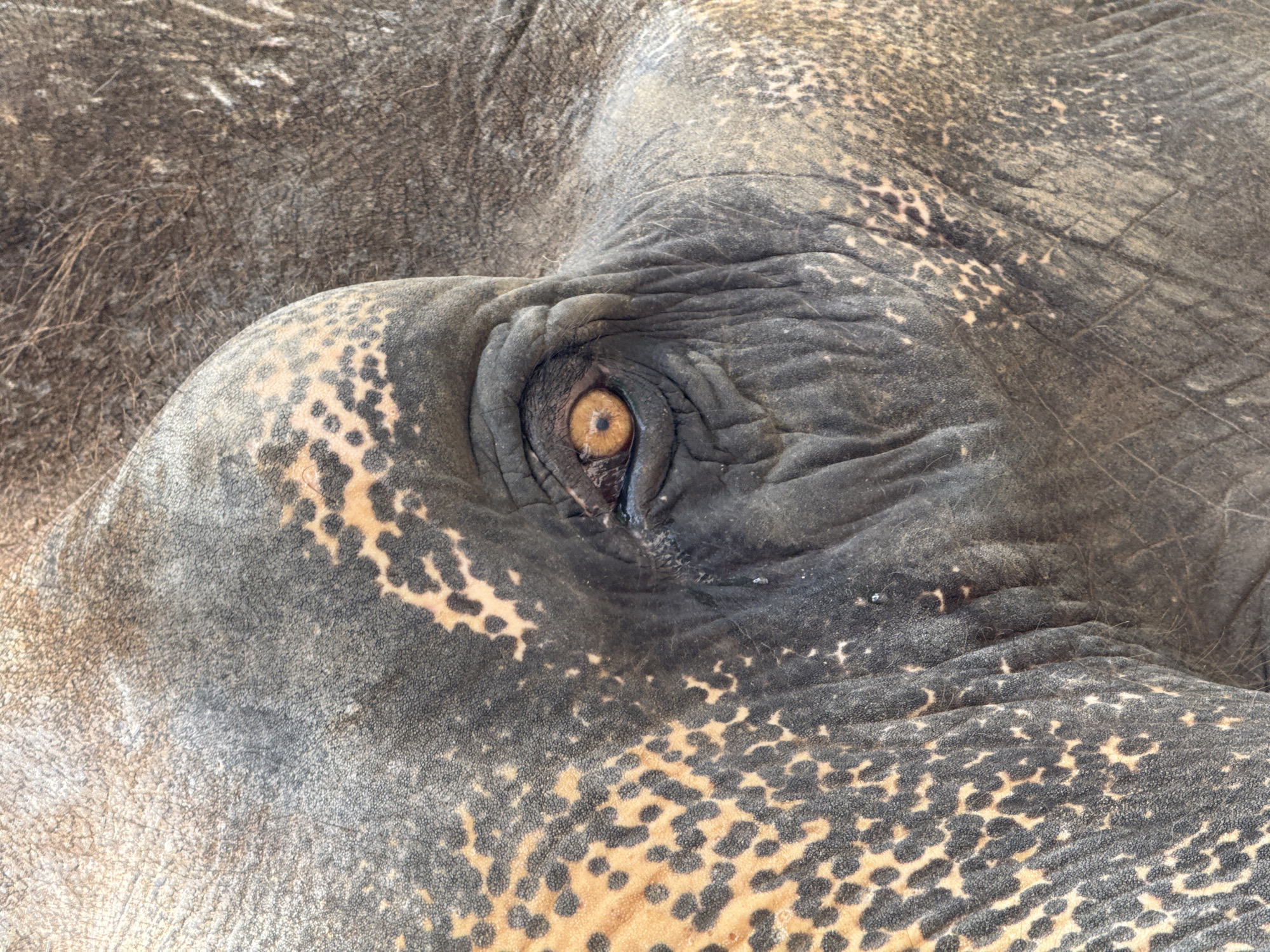 This is a close-up, eye-level shot of an elephant's head. The focus is on the elephant's right eye, which is a warm amber color and appears to be looking slightly to the left. The skin of the elephant is textured and wrinkled, with patches of grey and a lighter, yellowish-brown color. The image appears to be taken outdoors in natural light, and the background is blurred, suggesting the elephant is the primary subject. There is no visible evidence of human presence, city elements, or specific locations within Baan Thurian, Thailand.