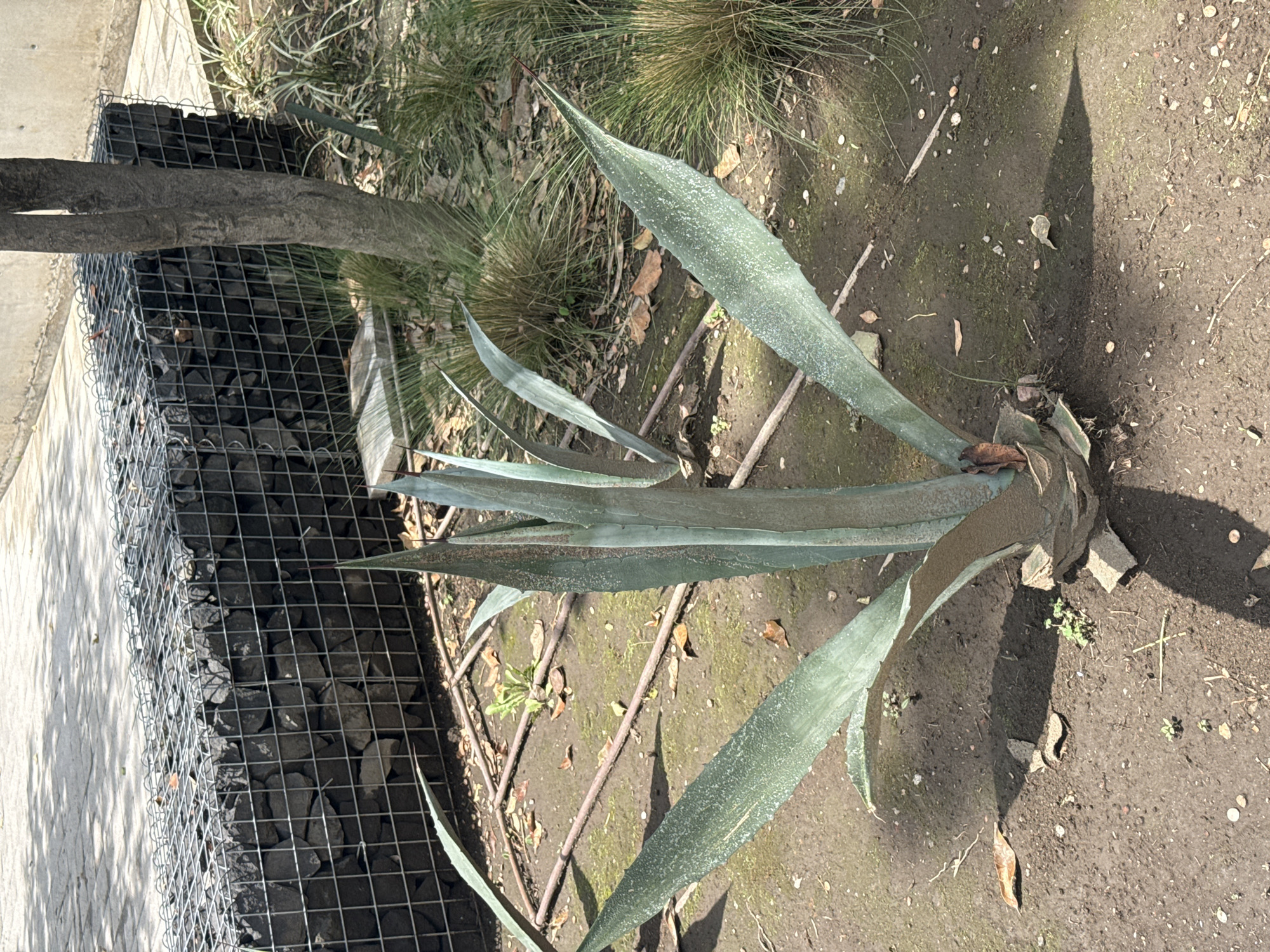 The image, taken in Mexico City, Mexico, depicts an outdoor scene dominated by a large, pale green agave plant situated in dry, dark brown soil. The agave has long, pointed leaves, some of which are covered with a white, speckled residue. A prominent, elongated shadow is cast on the dirt, likely from the plant itself.
To the left of the agave, a gabion basket constructed from metal mesh is filled with dark gray, angular rocks, serving as a boundary or retaining wall. A robust tree trunk emerges from behind this gabion. Further to the left, a light-colored concrete sidewalk runs parallel to the gabion. The ground around the agave shows faint irrigation lines, scattered small pebbles, and dried leaves. In the background, patches of straw-like grasses and other sparse green plants are visible.
The scene is brightly illuminated by sunlight, suggesting a clear and sunny day, possibly morning or late afternoon given the length of the shadows. There are no people present, and no visible text in the image. The overall setting portrays an urban or managed green space.
