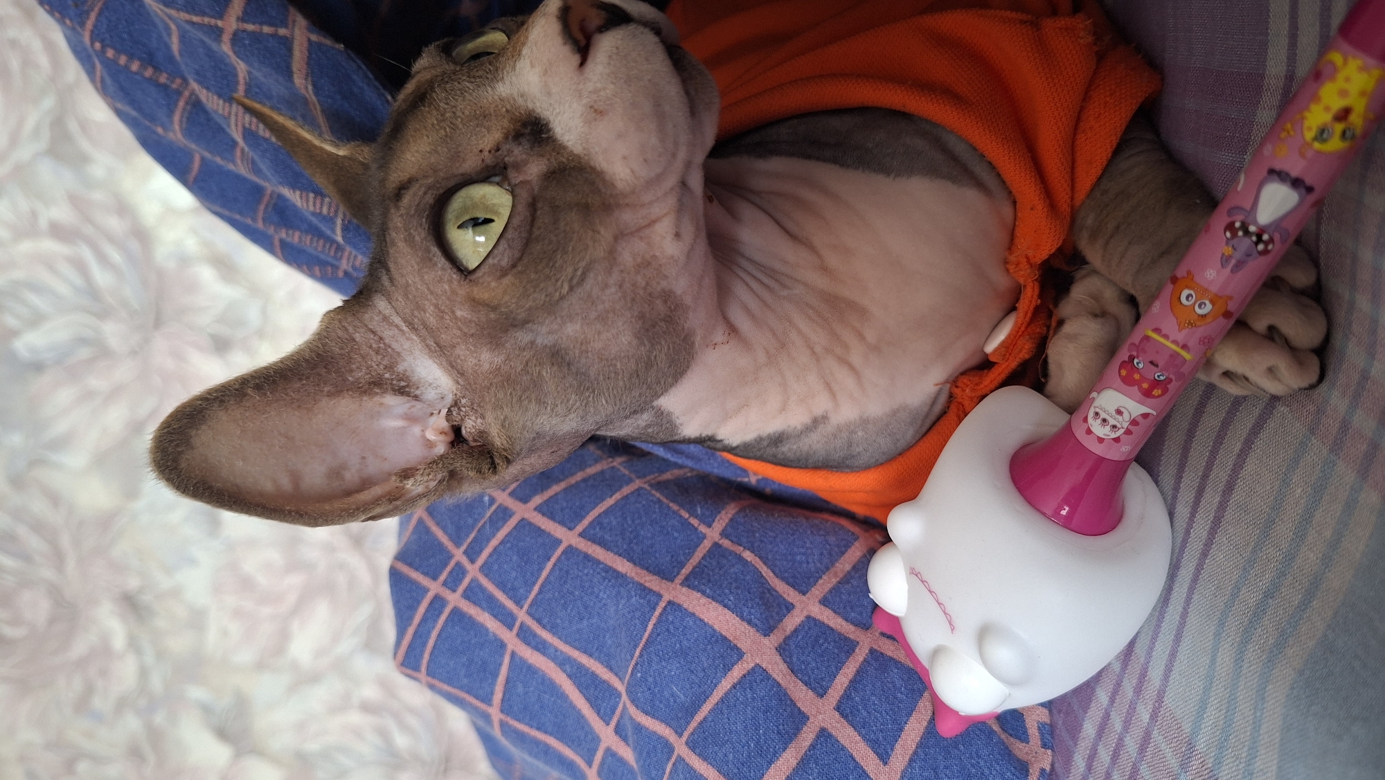 The image presents a close-up, high-angle view of a Sphynx cat, a hairless breed, resting in an indoor setting. The cat is positioned diagonally, looking upwards and slightly to the right with its head tilted. It features prominent, vibrant green eyes with vertical pupils and large, pointed ears. Its skin displays characteristic wrinkles and a mottled grey and pink coloration.
The cat is wearing a bright orange top or sweater, which covers its body. It is lying on a blue fabric with a red crisscross or checkered pattern, likely a blanket or upholstered surface. To the right of the cat, a pink and white novelty toy, resembling a microphone or wand, is visible. This toy is adorned with various colorful cartoon characters, such as owls and rabbits, and has a white, stylized base. One of the cat's paws is visible near this toy.
The background consists of a softly blurred, light-colored patterned fabric, further indicating a comfortable, domestic environment. The cat appears calm and relaxed. There is no clearly legible text on the toy, only the cartoon illustrations. No specific time of day or weather can be determined from the image. The provided location context is Забалоцкі сельскі Савет, Belarus.