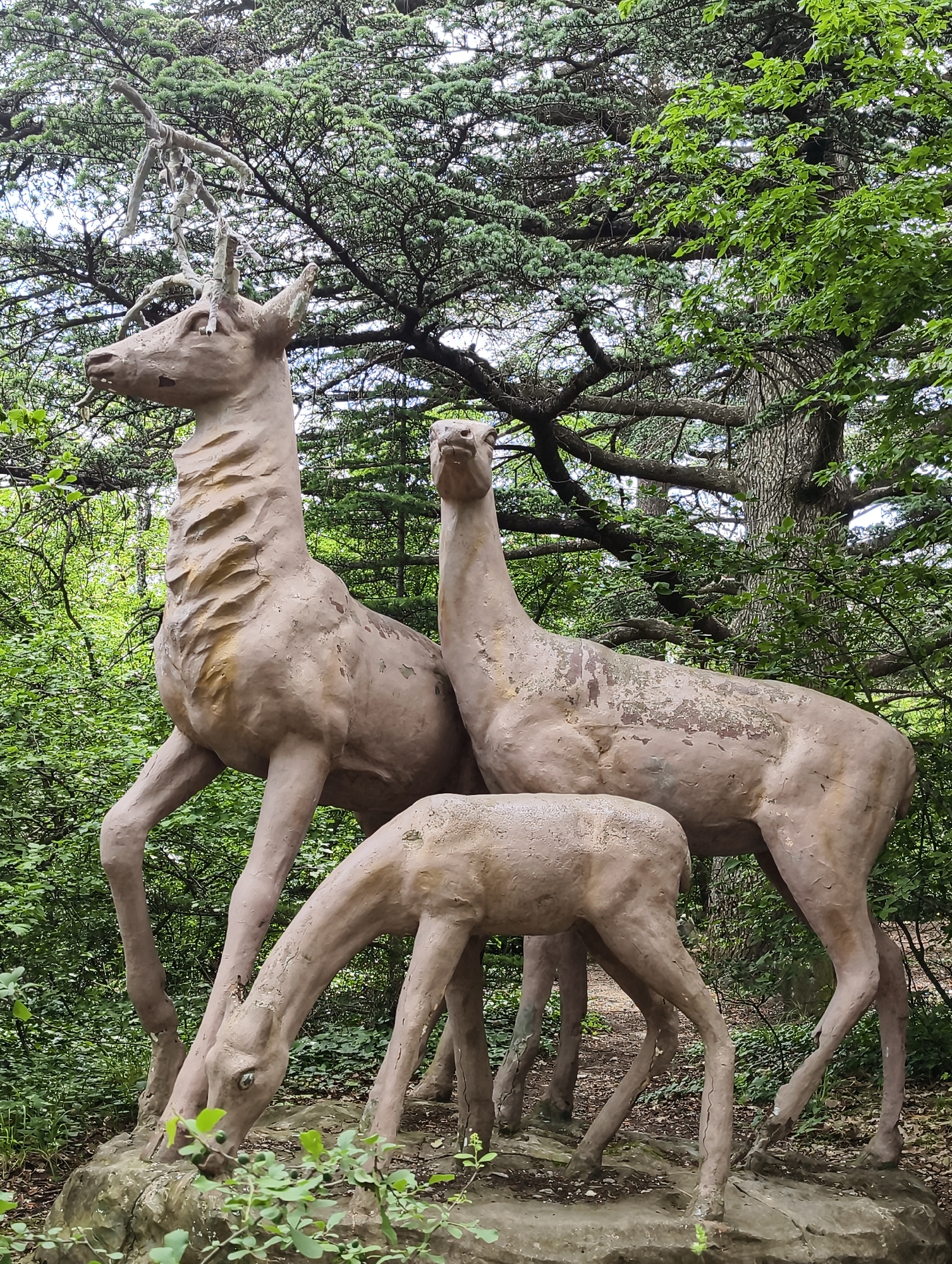 The image presents a group of three weathered deer statues positioned within a lush, green forest or park setting. In the foreground, a family of deer is depicted: a large stag with stylized, somewhat fragile-looking antlers stands on the left, looking to its left. To its right, a smaller doe stands, facing slightly forward. A fawn is positioned in front and slightly to the right of the doe, with its head lowered as if grazing.
The statues are a muted beige or light brown color, exhibiting signs of wear and age, with parts of their surface coating peeling away to reveal a lighter material underneath, adding to their textured appearance. The background is densely filled with vibrant green foliage and a variety of trees. A prominent, mature tree with a textured trunk and sprawling branches, possibly a coniferous species like a cedar, occupies the upper right portion of the background, contributing to a rich canopy. Other deciduous trees with bright green leaves are also visible, creating a verdant and naturalistic environment.
The scene appears to be set during the daytime, under what seems to be an overcast sky or in a deeply shaded area, as indicated by the soft, even lighting and absence of harsh shadows. The overall impression is one of a tranquil woodland scene, showcasing wildlife in its natural habitat. No discernible text is present in the image.