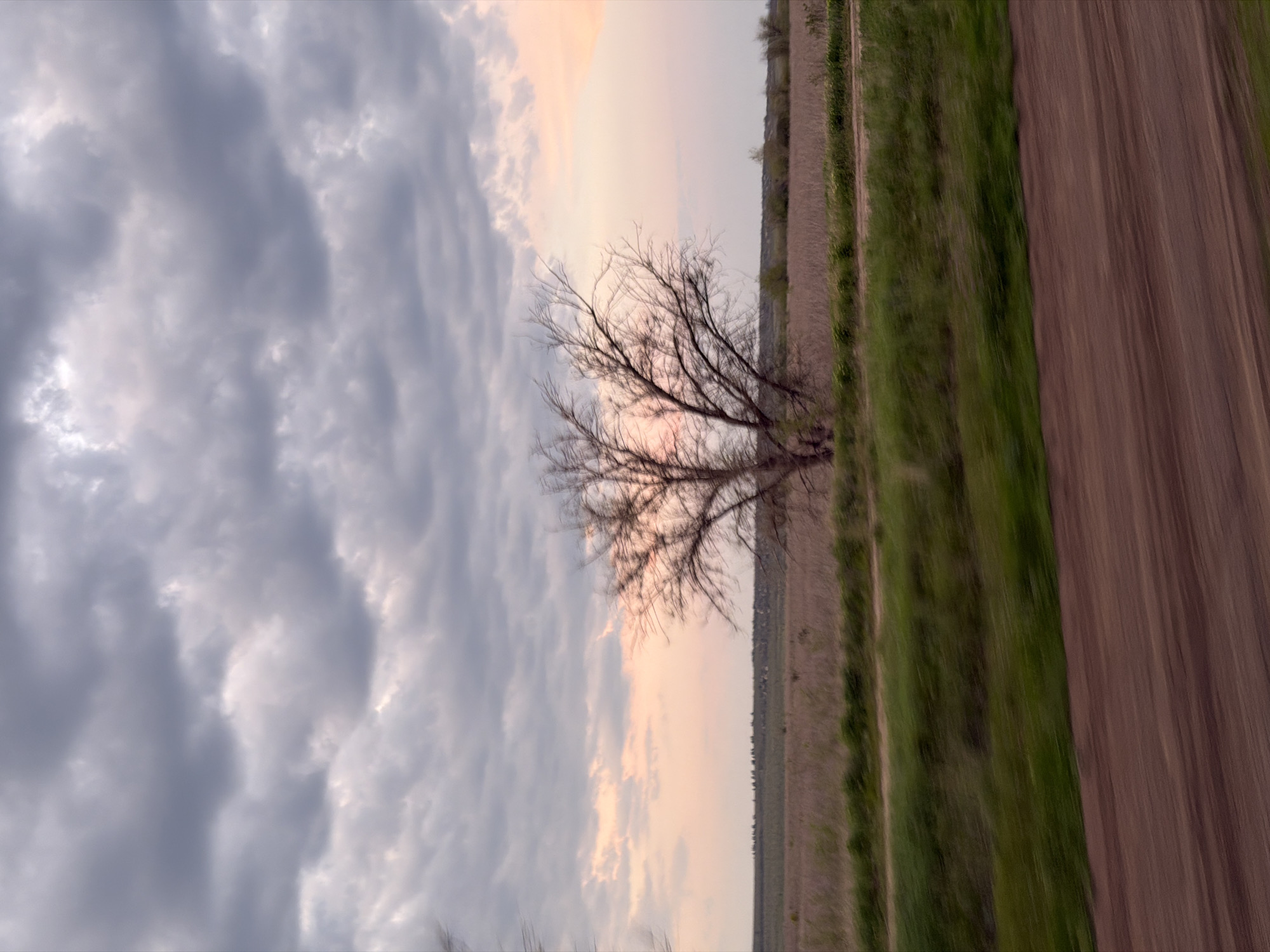The image depicts a landscape scene in Nizhnyaya Lipovka, Russia. The sky is predominantly filled with gray clouds, tinged with pale orange and pink near the horizon. A bare tree with slender branches stands in the foreground. The ground is divided into three distinct sections: a dirt track, a strip of green vegetation, and a ploughed field, from left to right.