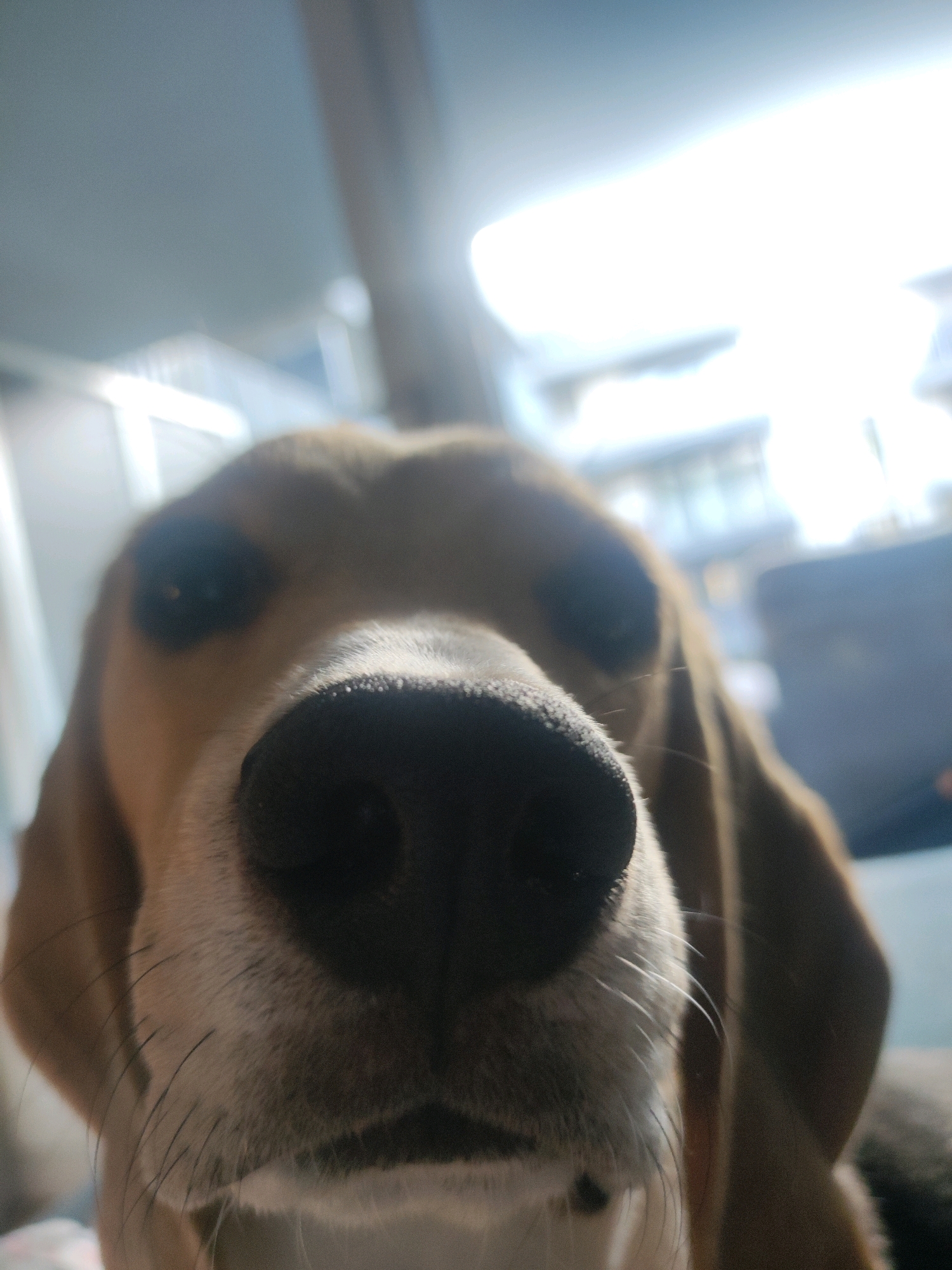 This is a close-up, low-angle, indoor photograph of a dog's face, primarily focusing on its nose and snout. The dog appears to be a beagle with brown and white markings. The background is out of focus and shows a bright, possibly artificial light source. There are no discernible elements that can pinpoint the location to the city of Fürth, Germany, or any specific urban environment. The image captures a moment of a dog looking directly at the camera.