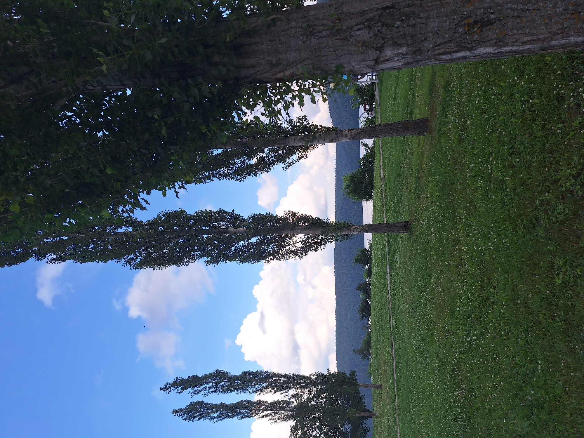In a grassy park area in Atamanovka, Russia, several tall, slender trees stand in the foreground and middle ground, their green foliage partially obscuring a bright blue sky with scattered white clouds. The trees are aligned in a somewhat linear fashion, with the closest tree on the right dominating the frame with its textured bark. Beyond the trees, a body of water, likely a river or lake, is visible, bordered by a dense, dark green treeline that extends across the horizon. The park's ground is covered in lush green grass dotted with small white flowers. The scene is tranquil and appears to be a natural outdoor setting.