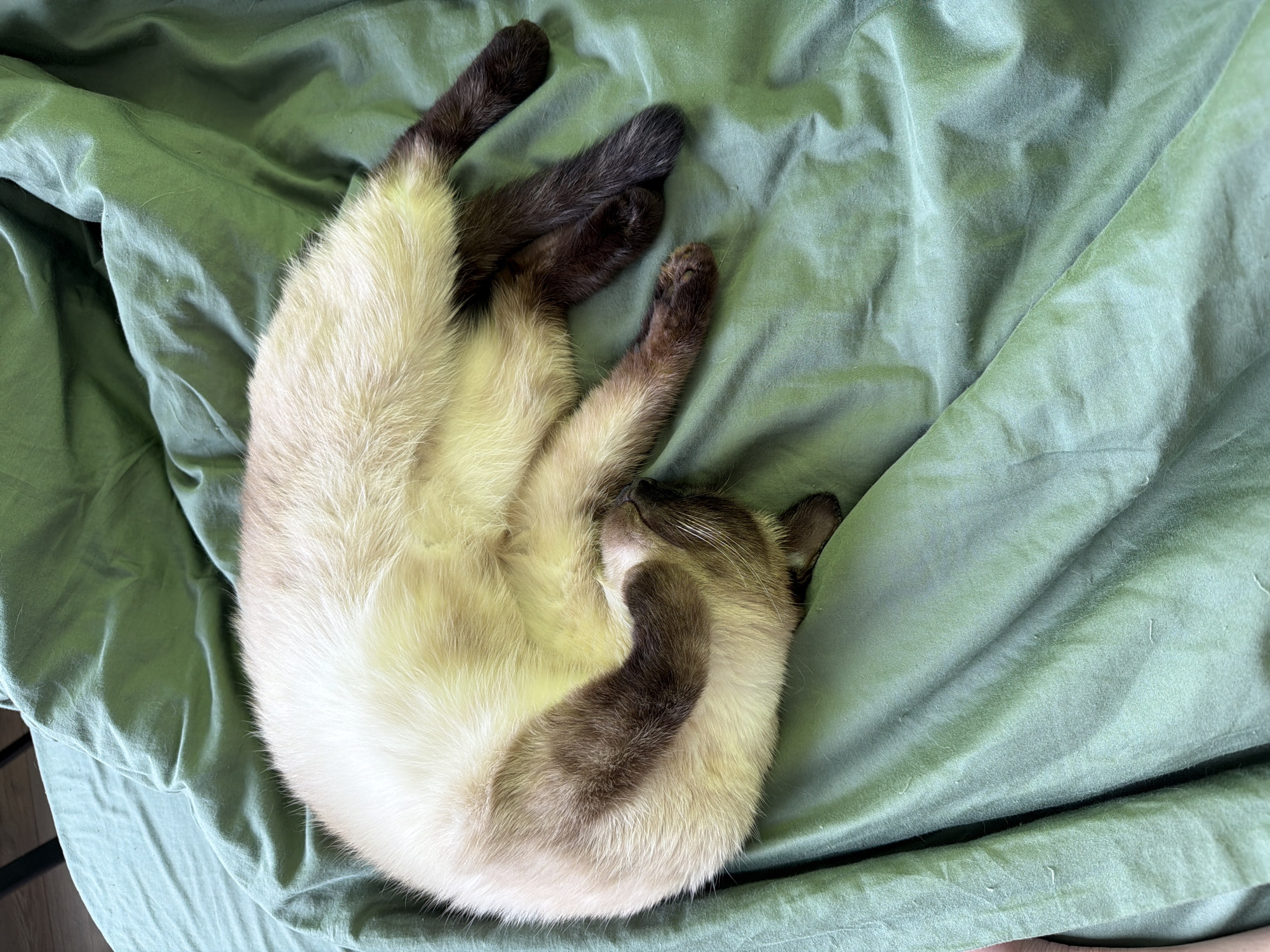 A Siamese cat is curled up asleep on a rumpled green sheet. The cat's paws and tail are dark brown, while the rest of its body is a creamy white with brown markings on its face. The location is unknown.