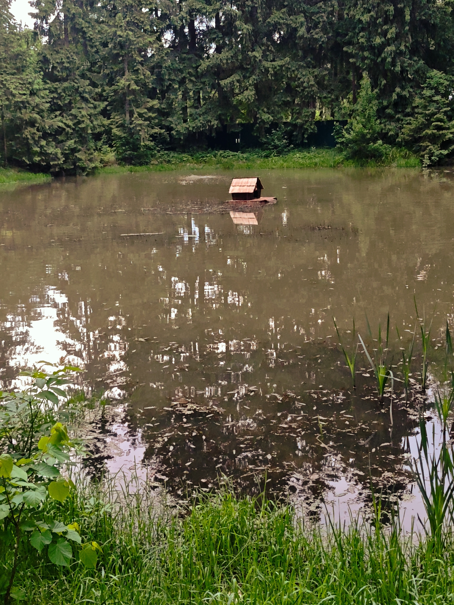 A pond in Свистуха (кузяевский С/о), Russia, features a small, red-roofed structure floating in the center. The pond's surface is murky, with reflections of the surrounding trees. Patches of vegetation, including grasses and small leafy plants, fringe the edges of the pond. A dense forest of tall, green trees forms the backdrop.