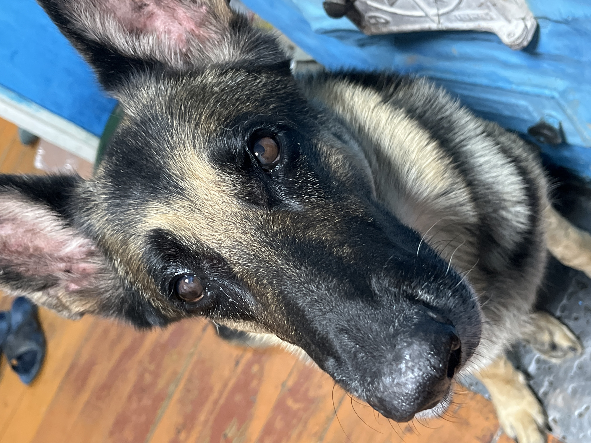 A close-up shot shows the head and upper body of a German Shepherd dog. The dog has brown eyes and large, erect ears. Its fur is a mix of black, tan, and gray. The dog appears to be sitting on a grey surface, possibly a rug or cushion. In the background, a wooden floor is visible, along with a blue object and a pair of dark-colored sandals. The image does not contain enough information to determine the location in the city of Nizhny Tagil, Russia, or any other specific location.