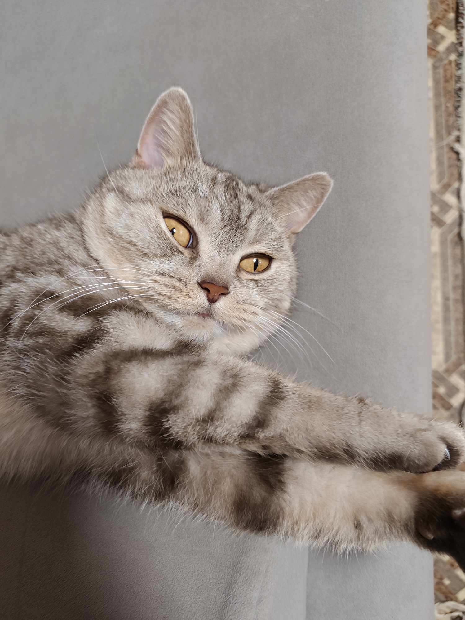 A close-up, vertical, eye-level shot captures a silver tabby cat with amber eyes and striped fur lying on a grey, textured surface. The cat is in the foreground, with its head slightly to the left of the frame and its front paws stretched out to the right. Its eyes are open and looking towards the viewer. The background shows a continuation of the grey surface and a portion of a patterned rug on the right side. The image is a photograph of a domestic cat. The location of Orenburg, Russia is not depicted in this image.