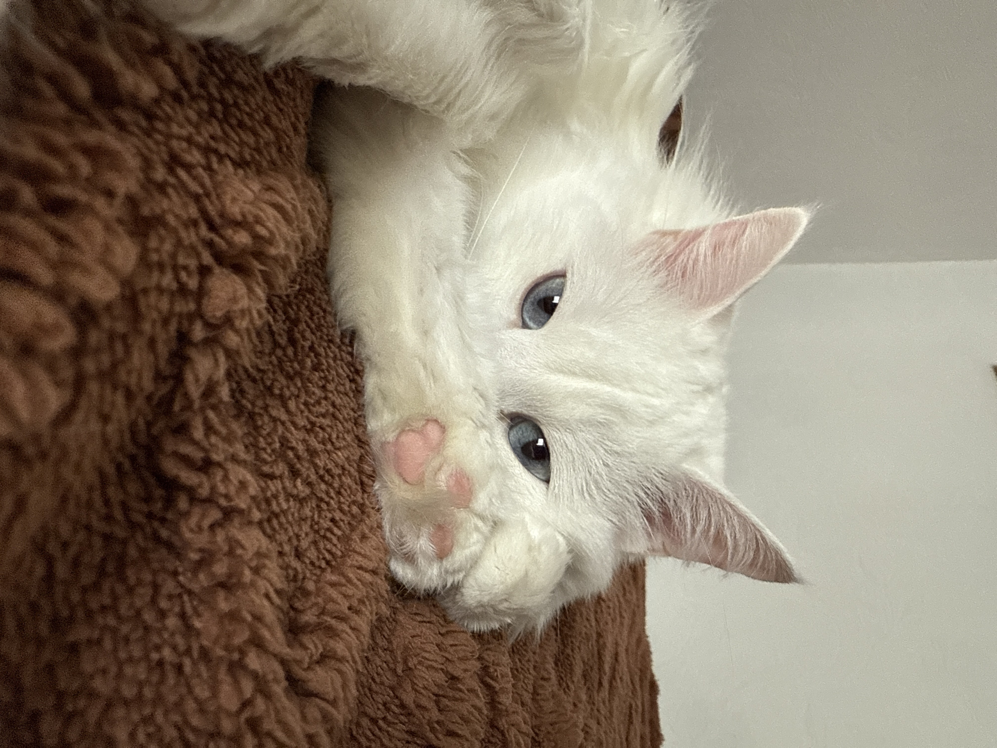 A white cat with blue eyes is perched on a brown, furry surface. The cat's head is tilted upside down, with its paw resting on the surface. The background is a plain, light-colored wall. There is no indication this image was taken in Mirny, Russia.