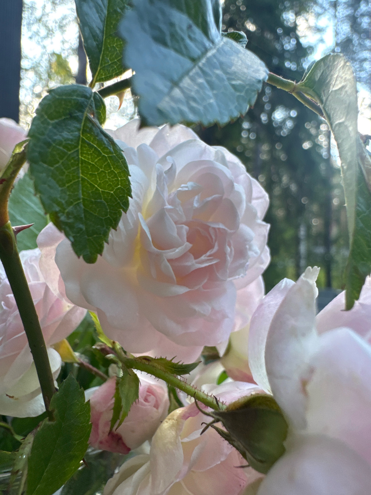 This is a close-up, low-angle photograph of a light pink rose in bloom, with other roses and rosebuds visible in the foreground and background. The rose is the primary subject, with its delicate petals unfurling. The background is softly blurred, showing foliage and the dappled sunlight filtering through trees. The scene is outdoors, suggesting a garden setting. There is no indication of the city of Arfa, Russia, or any specific location information within the image itself. The photograph is focused on the natural beauty of the rose and its surroundings.