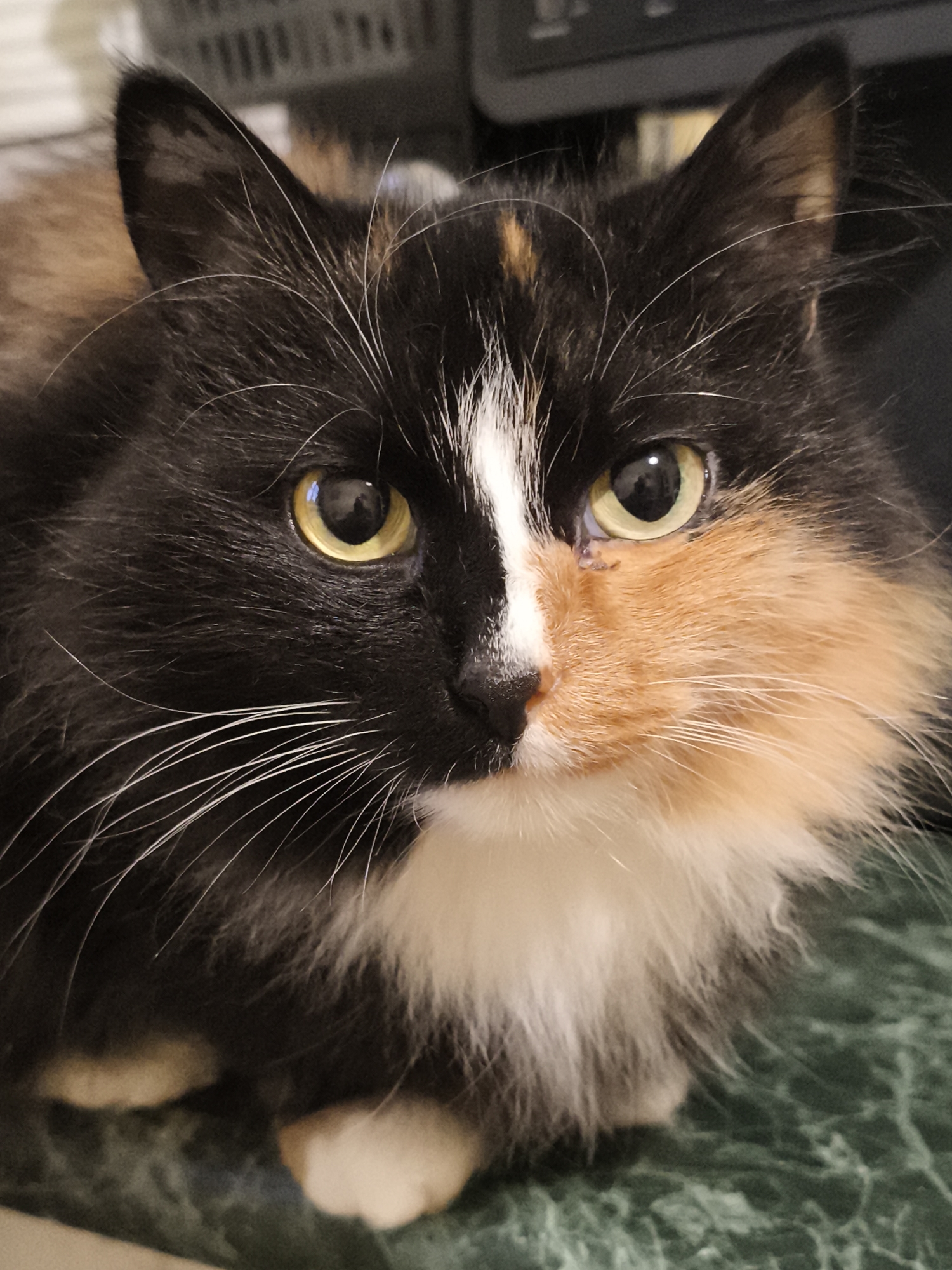 This close-up portrait depicts a domestic cat with a distinctive calico or tortoiseshell coat pattern, characterized by a prominent facial division of colors. The cat's left facial half is predominantly black, while its right facial half is predominantly orange-ginger, separated by a vertical white blaze that extends from the bridge of the nose upwards between the eyes. The animal possesses large, round, amber-yellow irises with vertical black pupils, both reflecting light sources. A minor dark discoloration or mark is present near the inner canthus of the right eye. Long, white vibrissae extend prominently from both sides of the muzzle. The ears are erect, with the left ear displaying a lighter gray patch internally. White fur covers the cat's chest and two visible forepaws, while the body exhibits a mixture of black, orange, and white patches. The cat is positioned on a dark green surface with a mottled or marbled texture. The background is dark and out of focus, indicating an indoor setting. This scene is located in the city of Unknown, Unknown.