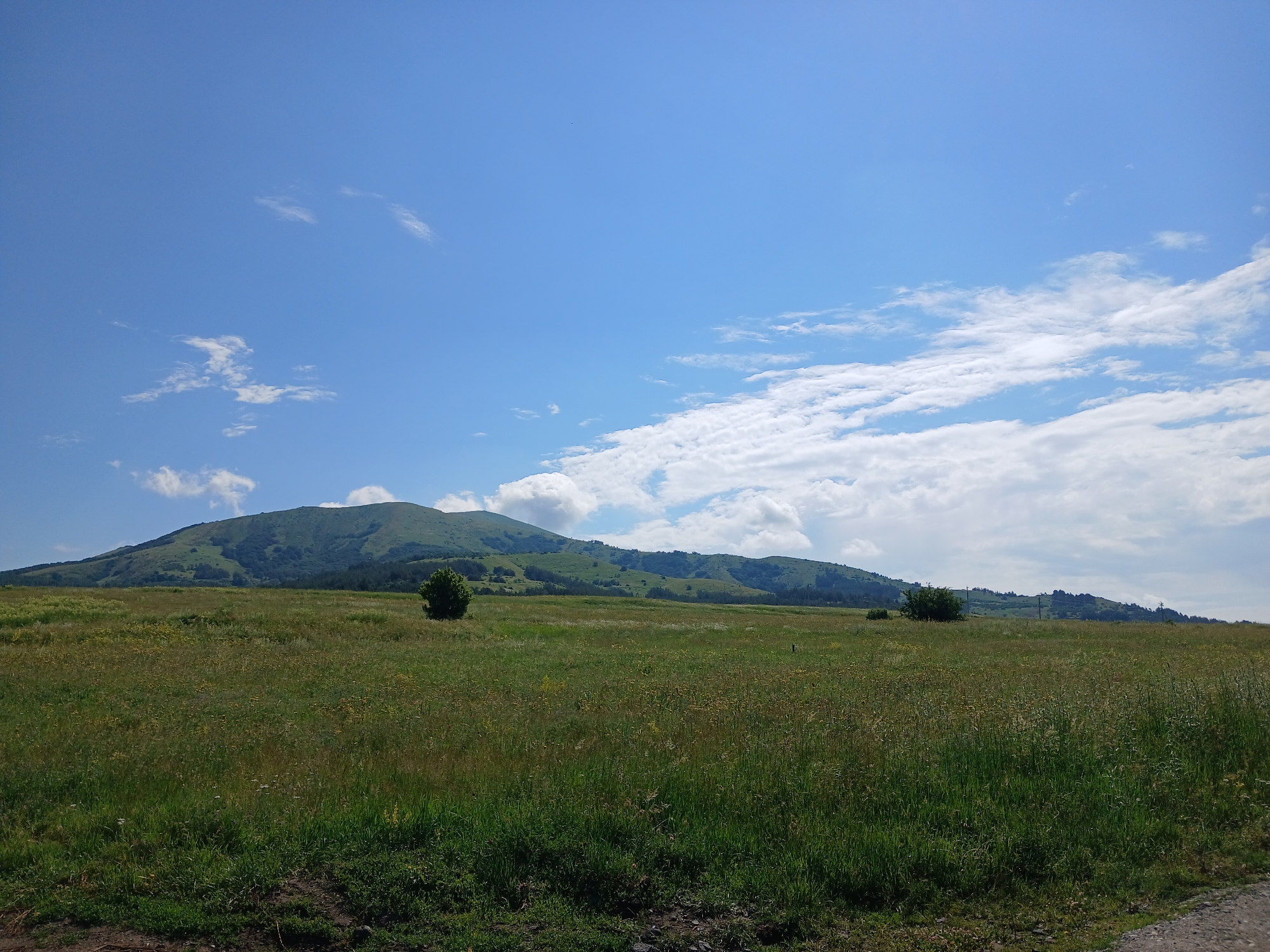 A wide, low-angle shot captures a vast, grassy field in the foreground, with rolling green hills and a distant mountain dominating the background. The sky above is a brilliant blue, dotted with scattered white clouds. The field is covered in a variety of grasses and wildflowers, some of which are yellow and white. A solitary, dark green tree stands in the middle of the field. In the distance, the hills are covered in a mix of green vegetation and dark trees. The overall impression is one of a serene and natural landscape. The image is well-lit and appears to have been taken on a clear, sunny day.